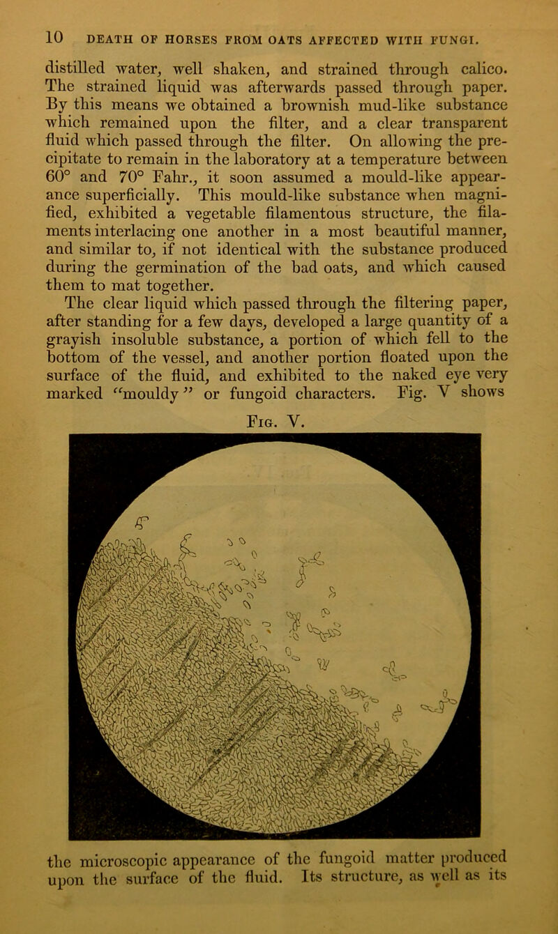 distilled water, well shaken, and strained through calico. The strained liquid was afterwards passed through paper. By this means we obtained a brownish mud-like substance which remained upon the filter, and a clear transparent fluid which passed through the filter. On allowing the pre- cipitate to remain in the laboratory at a temperature between 60° and 70° Fahr., it soon assumed a mould-like appear- ance superficially. This mould-like substance when magni- fied, exhibited a vegetable filamentous structure, the fila- ments interlacing one another in a most beautiful manner, and similar to, if not identical with the substance produced during the germination of the bad oats, and which caused them to mat together. The clear liquid which passed through the filtering paper, after standing for a few days, developed a large quantity of a grayish insoluble substance, a portion of which fell to the bottom of the vessel, and another portion floated upon the surface of the fluid, and exhibited to the naked eye very marked “mouldy ” or fungoid characters. Fig. V shows Fig. V. the microscopic appearance of the fungoid matter produced upon the surface of the fluid. Its structure, as well as its