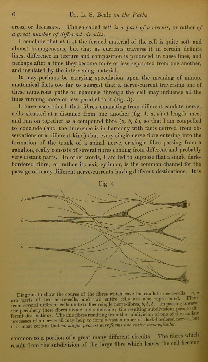 cross, or decussate. The so-called cell is a part of a circuit, or rather of a great number of different circuits. I conclude that at first the formed material of the cell is quite soft and almost homogeneous, hut that as currents traverse it in certain definite lines, difference in texture and composition is produced in these lines, and perhaps after a time they become more or less separated from one another, and insulated by the intervening material. It may perhaps be carrying speculation upon the meaning of minute anatomical facts too far to suggest that a nerve-current traversing one of these numerous paths or channels through the cell may influence all the lines running more or less parallel to it (fig. 3). I have ascertained that fibres emanating from different caudate nerve- cells situated at a distance from one another (fig. 4, a, a) at length meet and run on together as a compound fibre {b, b, b), so that I am compelled to conclude (and the inference is in harmony with facts derived from ob- servations of a different kind) that every single nerve-fibre entering into the formation of the trunk of a spinal nerve, or single fibre passing from a ganglion, really consists of several fibres coming from different and probably ^ very distant parts. In other words, I am led to suppose that a single dark- bordered fibre, or rather its axis-cylinder, is the common channel for the passage of many different nerve-currents having different destinations. It is Fig. 4. Diagram to show the coui-se of the fibres which leave the caudate nerve-cells, w, a are parts of two nerve-cells, and two entire cells are also represented. Fibres from several different cells unite to form single nerve-fibres, b, b, b. In passing towards the periphery these fibres divide and subdivide; the resulting subdivisions pass to dd- ^ ferent destinations. The fine fibres residting from the subdivision of one of tlie caudate g processes of a neiwe-cell may help to form a vast number of dark-bordered nerves, bu -fl it is most certam that no single process ever forms one entire axis-cylinder. common to a portion of a great many different circuits. The fibres which result from the subdivision of the large fibre which leaves the cell become