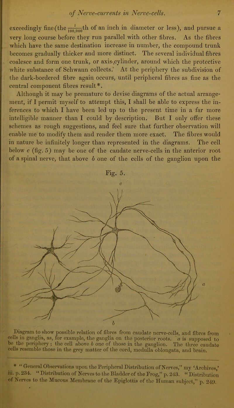 exceedingly fine (the of an inch in diameter or less), and pursue a very long course before they run parallel with other fibres. As the fibres which have the same destination increase in number, the compound trunk becomes gradually thicker and more distinct. The several individual fibres , coalesce and form one trunk, or axis-.cylinder, around which the protective white substance of Schwann collects.' At the periphery the subdivision of : the dark-bordered fibre again occurs, until peripheral fibres as fine as the central component fibres result*. Although it may be premature to devise diagrams of the actual arrange- ment, if I permit myself to attempt this, I shall be able to express the in- ferences to which I have been led up to the present time in a far more intelligible manner than I could by description. But I only olfer these schemes as rough suggestions, and feel sure that further observation will enable me to modify them and render them more exact. The fibres would in nature be infinitely longer than represented in the diagrams. The cell below c (fig. 5) may be one of the caudate nerve-cells in the anterior root of a spinal nerve, that above b one of the cells of the ganglion upon the Fig. 5. c Diagram to sliow possible relation of fibres from caudate nerve-cells, and fibres from cells in ganglia, as, for example, the ganglia on tlio posterior roots, a is supposed to bo the periphery ; the cell above h one of those in the ganglion. Tlie three caudate cells resemble those in the grey matter of the cord, medulla oblongata, and brain. * “ General Observations upon the Pcriplicral Distribution of Nerves,” my ‘Archives,’ iii. p. 234'. “ Distribution of Nerves to the Bladder of the Frog,” p. 243. “ Distribution of Nerves to the Mucous Membrane of the Epiglottis of the Human subject,” p. 249.