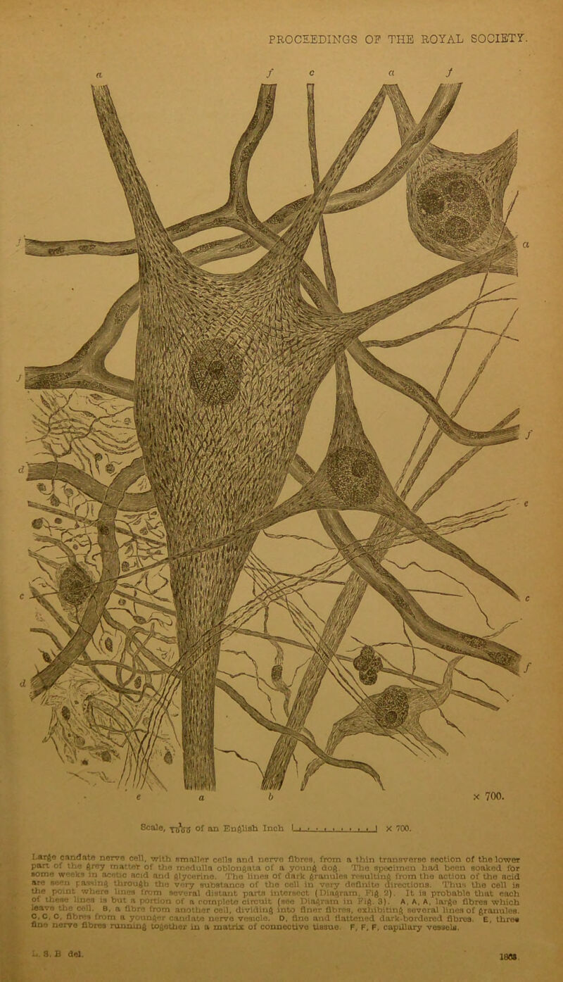 PROCSEDINGS OF THE ROYAL SOCIETY. ft / « J IIm j’’’ifwQuThdfc “ KB Tl?<Jo of an Enftlisb Inch l-i-> » i t ♦ « # i I x 700. Lar^e candato nerve cell, with emaller cells and nerve fibres, from a thin transvorBO flection of the lower part of the ftrey matter of the medulla oblongata of a young dog. Iho spocimon had been soaked for loorie weeks in acetic acid and glycerine. Iho lines of dark granules resulting from the action of the acid arc seen palling through the very substance of the cell in very definite airectiona. Ihus Uie cell i« the point where lines froni several distant parts intersect {Diagram. F‘’ig 2). It is probable that each of these lines is but a portion of a completo circuit (see Diagram in Fig. 3). A. A. A, largo fibres which leave the coll. B. a fibre from another cell, dividing into finer fibres, oxhibibng several linos of granules. O.C. C, fibres from a younger caudate nerve vesicle. D, fine and flattened dark-bordered fibres. E, three fine nerve fibres runziing together in a matrix of connective tissue. F, F, F, capillary vessels. u. 3. B del. IdOt