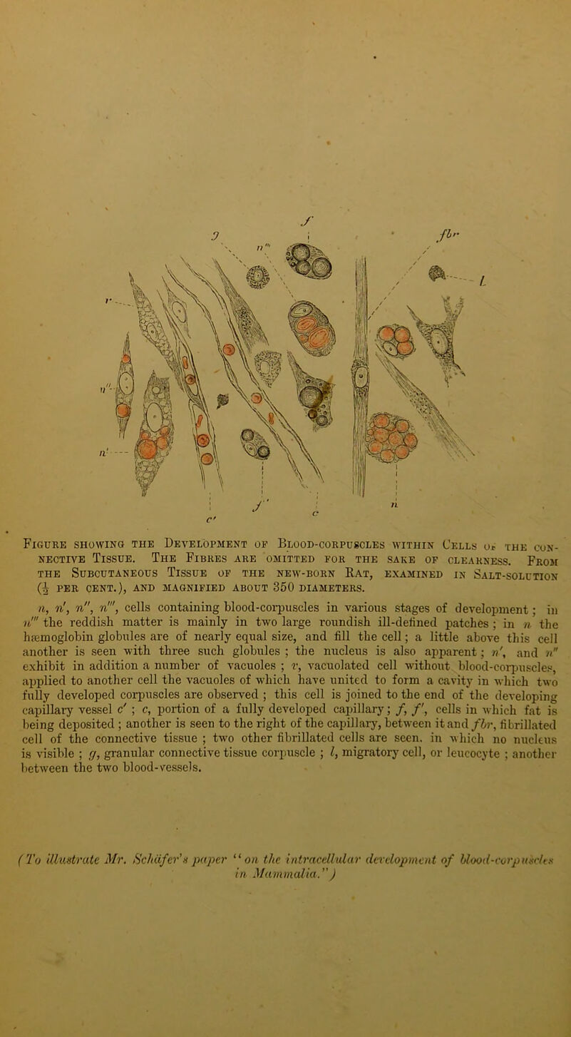 Figure showing the Development of Blood-corpuscles within Cells o* the con- nective Tissue. The Fibres are omitted for the sake of clearness. From the Subcutaneous Tissue of the new-born Rat, examined in Salt-solution Q per cent.), and magnified about 350 diameters. a, ri, n, n', cells containing blood-corpuscles in various stages of development; in n' the reddish matter is mainly in two large roundish ill-defined patches ; in n the hemoglobin globules are of nearly equal size, and fill the cell; a little above this cell another is seen with three such globules ; the nucleus is also apparent; n\ and n exhibit in addition a number of vacuoles ; r, vacuolated cell without blood-corpuscles, applied to another cell the vacuoles of which have united to form a cavity in which two fully developed corpuscles are observed ; this cell is joined to the end of the developing capillary vessel c' ; c, portion of a fully developed capillary; /, /', cells in which fat is being deposited ; another is seen to the right of the capillary, between it and fbr, fibrillated cell of the connective tissue ; two other fibrillated cells are seen, in which no nucleus is visible ; g, granular connective tissue corpuscle ; l, migratory cell, or leucocyte ; another between the two blood-vessels. (To illustrate Mr. Schafer’s paper “ on the intracellular development of blood-corpuscles in Mammalia. ”)