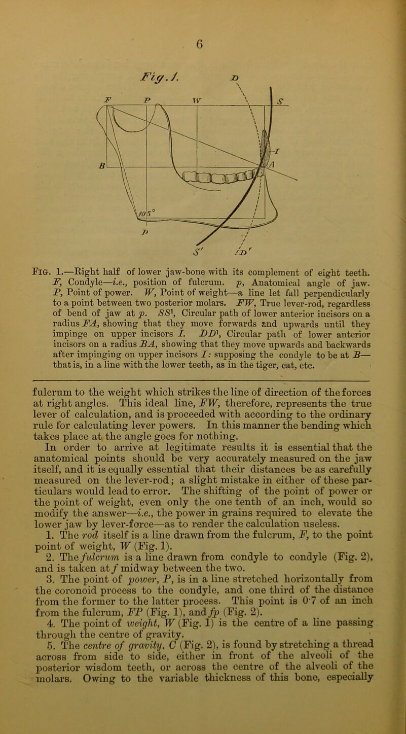 Fig-. 1.—Right half of lower jaw-hone with its complement of eight teeth. F, Condyle—i.e., position of fulcrum, p, Anatomical angle of jaw. F, Point of power. W, Point of weight—a line let fall perpendicularly to a point between two posterior molars. FTP, True lever-rod, regardless of bend of jaw at p. SS', Circular path of lower anterior incisors on a radius FA, showing that they move forwards and upwards until they impinge on upper incisors I. I)D\ Circular path of lower anterior incisors on a radius FA, showing that they move upwards and backwards after impinging on upper incisors I: supposing the condyle to be at B— that is, in a line with the lower teeth, as in the tiger, cat, etc. fulcrum to the weight which strikes the line of direction of the forces at right angles. This ideal line, FW, therefore, represents the true lever of calculation, and is proceeded with according to the ordinary- rule for calculating lever powers. In this manner the bending which takes place at the angle goes for nothing. In order to arrive at legitimate results it is essential that the anatomical points should he very accurately measured on the jaw itself, and it is equally essential that their distances be as carefully measured on the lever-rod; a slight mistake in either of these par- ticulars would lead to error. The shifting of the point of power or the point of weight, even only the one tenth of an inch, would so modify the answer—i.e., the power in grains required to elevate the lower jaw by lever-force—as to render the calculation useless. 1. The rod itself is a line drawn from the fulcrum, F, to the point point of weight, W (Fig. 1). 2. The fulcrum is a line drawn from condyle to condyle (Fig. 2), and is taken at/midway between the two. 3. The point of power, P, is in a line stretched horizontally from the coronoid process to the condyle, and one third of the distance from the former to the latter process. This point is 0 7 of an inch from the fulcrum, FP (Fig. 1), and./p (Fig. 2). 4. The point of weight, W (Fig. 1) is the centre of a line passing through the centre of gravity. 5. The centre of gravity. C (Fig. 2), is found by stretching a thread across from side to side, either in front of the alveoli of the posterior wisdom teeth, or across the centre of the alveoli of the molars. Owing to the variable thickness of this bone, especially