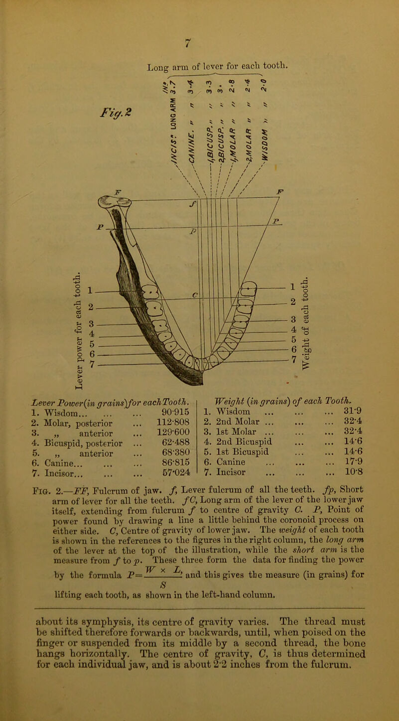 Long arm of lever for eacli tooth. *,K * <o . ® ^oj (rj (*)»)N Lever Power(in qrains)for eachTooth, Weight (in grains') of each Tooth. 1. Wisdom 90-915 1. Wisdom ... 3i-y 2. Molar, posterior 112-808 2. 2nd Molar ... ... 32-4 3. „ anterior 129-600 3. 1st Molar ... ... 32-4 4. Bicuspid, posterior ... 62-488 4. 2nd Bicuspid ... 14-6 5. „ anterior 68-380 5. 1st Bicuspid ... 14-6 6. Canine... 86-815 6. Canine ... 17-9 7. Incisor... 57-024 7. Incisor . . . ... 10-8 Fig-. 2.—FF, Fulcrum of jaw. f, Lever fulcrum of all the teeth, fp, Short arm of lever for all the teeth. fC, Loug arm of the lever of the lower jaw itself, extending from fulcrum / to centre of gravity C. . F, Point of power found by drawing a line a little behind the coronoid process on either side. C, Centre of gravity of lower jaw. The weight of each tooth is shown in the references to the figures in the right column, the long arm. of the lever at the top of the illustration, while the short arm is the measure from f to p. These three form the data for finding the power by the formula P= ^—— and this gives the measure (in grains) for S lifting each tooth, as shown in the left-hand column. about its symphysis, its centre of gravity varies. The thread must be shifted therefore forwards or backwards, until, when poised on the finger or suspended from its middle by a second thread, the bone hangs horizontally. The centre of gravity, G, is thus determined for each individual jaw, and is about 2-2 inches from the fulcrum.