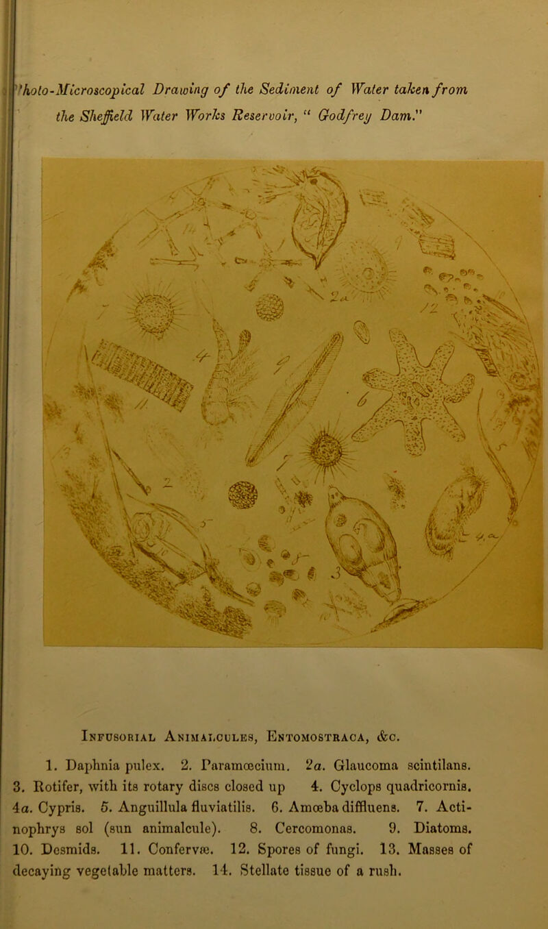 ; Vkoto-Microscopical Drawing of the Sediment of Water taken from the Sheffield Water Works Reservoir, “ Godfrey Dam. Infusorial Animalcules, Entomostraca, &c. 1. Daphnia pulex. 2. Paramcecium. 2a. Glaucoma scintilans. 3. Rotifer, with its rotary discs closed up 4. Cyclops quadricornis. 4a. Cypris. 5. Anguillula fluviatilis. 6. Amoeba diffluens. 7. Acti- nophrys sol (sun animalcule). 8. Cercomonas. 9. Diatoms. 10. Desmids. 11. Confervie. 12. Spores of fungi. 13. Masses of decaying vegetable matters. 14. Stellate tissue of a rush.