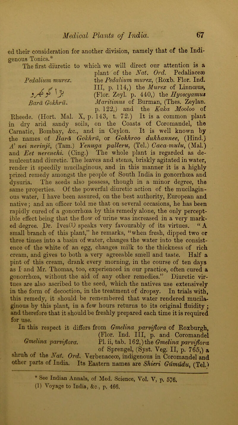 Pedaliuvi murex. Bara Gohhru. Rheede. dry in (Hort. Mai. X, p. arid sandy soils, ed their consideration for another division, namely that of the Indi- genous Tonics.* The first diuretic to which we will direct our attention is a plant of the Nat. Ord. Pedaliacese the Pedalium murex, (Roxb. Flor. Ind. Ill, p. 114,) the Murex of Linnoeus, (Flor. Zeyl. p. 440,) the Hyoscyamus Maritimus of Burman, (Thes. Zeylan. p. 122,) and the Kaka Mooloo of 143, t. 72.) It is a common plant on the Coasts of Coromandel, the Carnatic, Bombay, &c., and in Ceylon. It is well known by the names of Bard Gohhru, or Gokhroo dukhannee, (Hind.) N nei nerinje, (Tam.) Yenuga palleru, (Tel.) Caca-midu, (Mai.) and Eet nerenchi. (Cing.) The whole plant is regarded as de- mulcent and diuretic. The leaves and stems, briskly agitated in water, render it speedily mucilaginous, and in this manner it is a highly prized remedy amongst the people of South India in gonorrhoea and dysuria. The seeds also possess, though in a minor degree, the same properties. Of the powerful diuretic action of the mucilagin- ous water, I have been assured, on the best authority, European and native; and an officer told me that on several occasions, he has been rapidly cured of a gonorrhoea by this remedy alone, the only percept- ible effect being that the flow of urine was increased in a very mark- ed degree. jDr. IvesCU speaks very favourably of its virtues. “ A small branch of this plant,” he remarks, “when fresh, dipped two or three times into a basin of water, changes the water into the consist- ence of the white of an egg, changes milk to the thickness of rich cream, and gives to both a very agreeable smell and taste. Half a pint of this cream, drank every morning, in the course of ten days as T and Mr. Thomas, too, experienced in our practice, often cured a gonorrhoea, without the aid of any other remedies.” Diuretic vir- tues are also ascribed to the seed, which the natives use extensively in the form of decoction, in the treatment of dropsy. In trials with, this remedy, it should be remembered that water rendered mucila- ginous by this plant, in a few hours returns to its original fluidity ; and therefore that it should be freshly prepared each time it is required for use. In this respect it differs from Gmelina parviflora of Roxburgh, (Flor. Ind, III, p, and Coromandel Gmelina parviflora. PI. ii, tab. 16 2,) the Gmelina parviflora of Sprengel, (Syst. Veg. II, p, 765,) a shrub of the Nat. Ord. Verbenaceoe, indigenous in Coromandel and other parts of India. Its Eastern names are Shieri Gumtidu, (Tel.) * See Indian Annals, of Med. Science, Vol. V, p. 576. (1) Voyage to India, &c , p. 466.