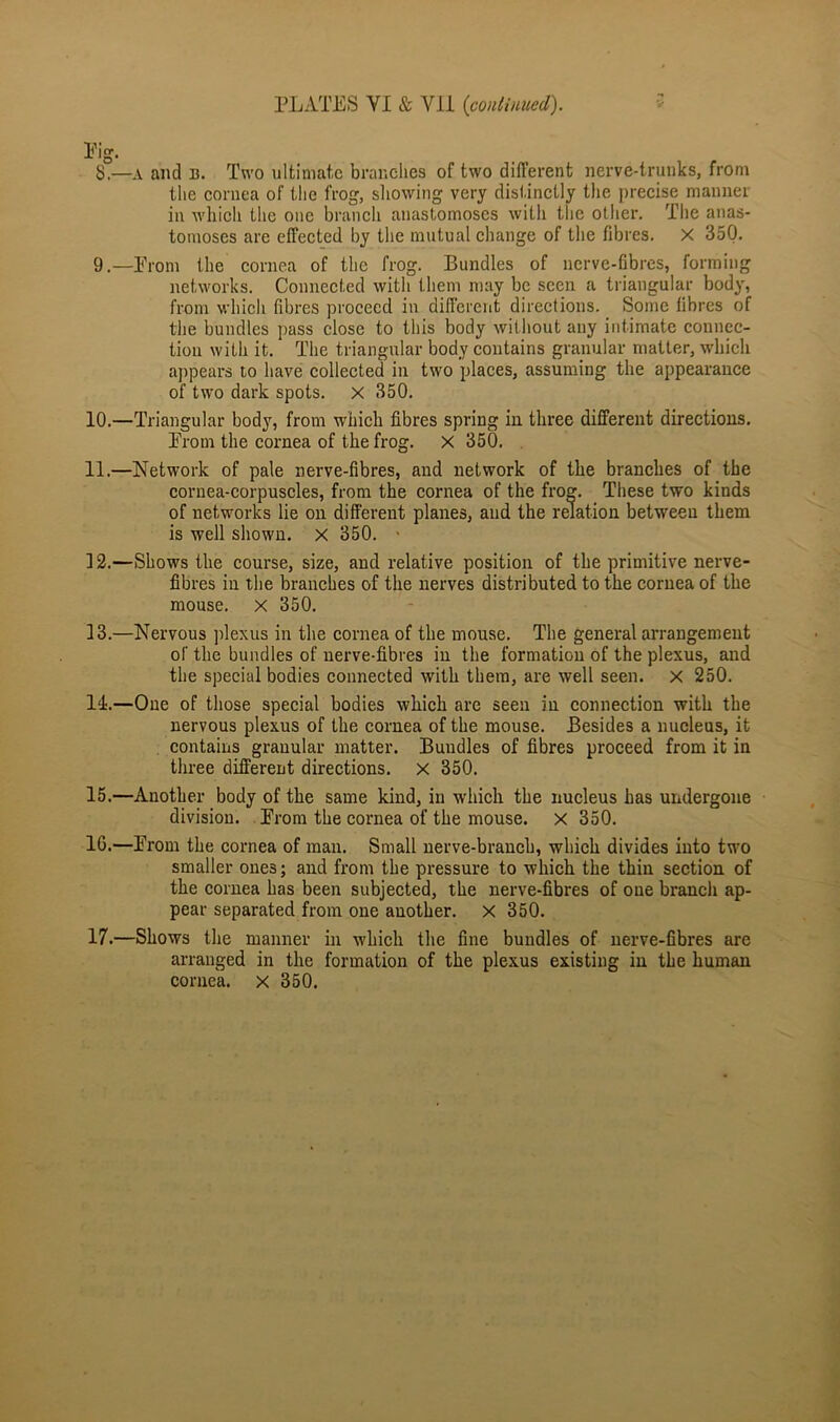 PLATES VI & VII (continued). Pig. 8. —a and n. Two ultimate branches of two different nerve-trunks, from the cornea of the frog, showing very distinctly the precise manner in which the one branch anastomoses with the other. The anas- tomoses are effected by the mutual change of the fibres. X 350. 9. —Prom the cornea of the frog. Bundles of nerve-fibres, forming networks. Connected with them may be seen a triangular body, from which fibres proceed in different directions. Some fibres of the bundles pass close to this body without any intimate connec- tion with it. The triangular body contains granular matter, which appears to have collected in two places, assuming the appearance of two dark spots. X 350. 10. —Triangular body, from which fibres spring in three different directions. Prom the cornea of the frog. X 350. 11. —Network of pale nerve-fibres, and network of the branches of the cornea-corpuscles, from the cornea of the frog. These two kinds of networks lie on different planes, and the relation between them is well shown, x 350. - 12. —Shows the course, size, and relative position of the primitive nerve- fibres in the branches of the nerves distributed to the cornea of the mouse. X 350. 13. —Nervous plexus in the cornea of the mouse. The general arrangement of the bundles of nerve-fibres in the formation of the plexus, and the special bodies connected with them, are well seen. X 250. 11.—One of those special bodies which are seen in connection with the nervous plexus of the cornea of the mouse. Besides a nucleus, it contains granular matter. Bundles of fibres proceed from it in three different directions, x 350. 15.—Another body of the same kind, in which the nucleus has undergone division. Prom the cornea of the mouse, x 350. 10.—Prom the cornea of man. Small nerve-branch, which divides into two smaller ones; and from the pressure to which the thin section of the cornea has been subjected, the nerve-fibres of one branch ap- pear separated from one another, x 350. 17.—Shows the manner in which the fine bundles of nerve-fibres are arranged in the formation of the plexus existing in the human cornea, x 350.