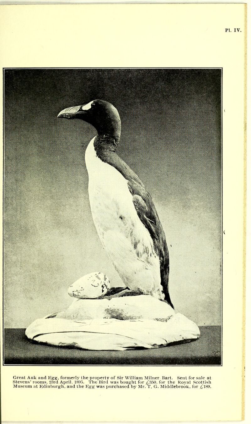 PI. IV. Great Auk and Egg-, formerly the property of Sir William Milner. Bart. Sent for sale at Stevens’ rooms, 23rd April, 1895. The Bird was bought for £350, for the Royal Scottish Museum at Edinburgh, and the Egg was purchased by Mr. T. G. Middlebrook, for £189.