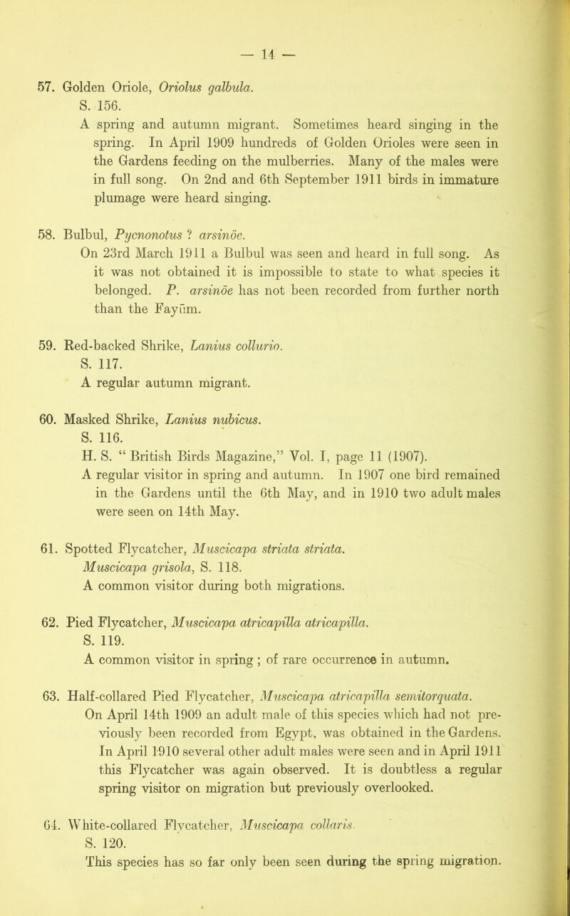 57. Golden Oriole, Oriolus qalbula. S. 156. A spring and autumn migrant. Sometimes heard singing in the spring. In April 1909 hundreds of Golden Orioles were seen in the Gardens feeding on the mulberries. Many of the males were in full song. On 2nd and 6th September 1911 birds in immature plumage were heard singing. 58. Bulbul, Pycnonotus ? arsinde. On 23rd March 1911 a Bulbul was seen and heard in full song. As it was not obtained it is impossible to state to what species it belonged. P. arsinde has not been recorded from further north than the Fayiim. 59. Bed-backed Shrike, Lanius collurio. S. 117. A regular autumn migrant. 60. Masked Shrike, Lanius nubicus. S. 116. H. S. “ British Birds Magazine,” Yol. I, page 11 (1907). A regular visitor in spring and autumn. In 1907 one bird remained in the Gardens until the 6th May, and in 1910 two adult males were seen on 14th May. 61. Spotted Flycatcher, Muscicapa striata striata. Muscicapa grisola, S. 118. A common visitor during both migrations. 62. Pied Flycatcher, Muscicapa atricapilla atricapilla. S. 119. A common visitor in spring ; of rare occurrence in autumn. 63. Half-collared Pied Flycatcher, Muscicapa atricapilla semitorquata. On April 14th 1909 an adult male of this species which had not pre- viously been recorded from Egypt, was obtained in the Gardens. In April 1910 several other adult males were seen and in April 1911 this Flycatcher was again observed. It is doubtless a regular spring visitor on migration but previously overlooked. 64. White-collared Flycatcher, Muscicapa collaris. S. 120. This species has so far only been seen during the spring migration.