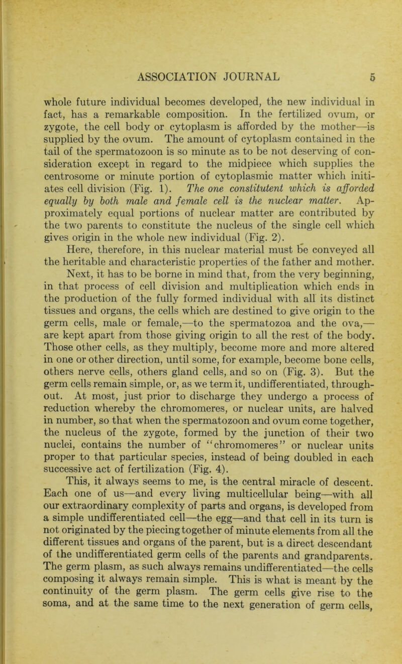 whole future individual becomes developed, the new individual in fact, has a remarkable composition. In the fertilized ovum, or zygote, the cell body or cytoplasm is afforded by the mother—is supplied by the ovum. The amount of cytoplasm contained in the tail of the spermatozoon is so minute as to be not deserving of con- sideration except in regard to the midpiece which supplies the centrosome or minute portion of cytoplasmic matter which initi- ates cell division (Fig. 1). The one consiitutent which is afforded equally by both male and female cell is the nuclear matter. Ap- proximately equal portions of nuclear matter are contributed by the two parents to constitute the nucleus of the single cell which gives origin in the whole new individual (Fig. 2). Here, therefore, in this nuclear material must be conveyed all the heritable and characteristic properties of the father and mother. Next, it has to be borne in mind that, from the very beginning, in that process of cell division and multiplication which ends in the production of the fully formed individual with all its distinct tissues and organs, the cells which are destined to give origin to the germ cells, male or female,—to the spermatozoa and the ova,— are kept apart from those giving origin to all the rest of the body. Those other cells, as they multiply, become more and more altered in one or other direction, until some, for example, become bone cells, others nerve cells, others gland cells, and so on (Fig. 3). But the germ cells remain simple, or, as we term it, undifferentiated, through- out. At most, just prior to discharge they undergo a process of reduction whereby the chromomeres, or nuclear units, are halved in number, so that when the spermatozoon and ovum come together, the nucleus of the zygote, formed by the junction of their two nuclei, contains the number of “chromomeres” or nuclear units proper to that particular species, instead of being doubled in each successive act of fertilization (Fig. 4). This, it always seems to me, is the central miracle of descent. Each one of us—and every living multicellular being—with all our extraordinary complexity of parts and organs, is developed from a simple undifferentiated cell—the egg—and that cell in its turn is not originated by the piecing together of minute elements from all the different tissues and organs of the parent, but is a direct descendant of the undifferentiated germ cells of the parents and grandparents. The germ plasm, as such always remains undifferentiated—the cells composing it always remain simple. This is what is meant by the continuity of the germ plasm. The germ cells give rise to the soma, and at the same time to the next generation of germ cells,