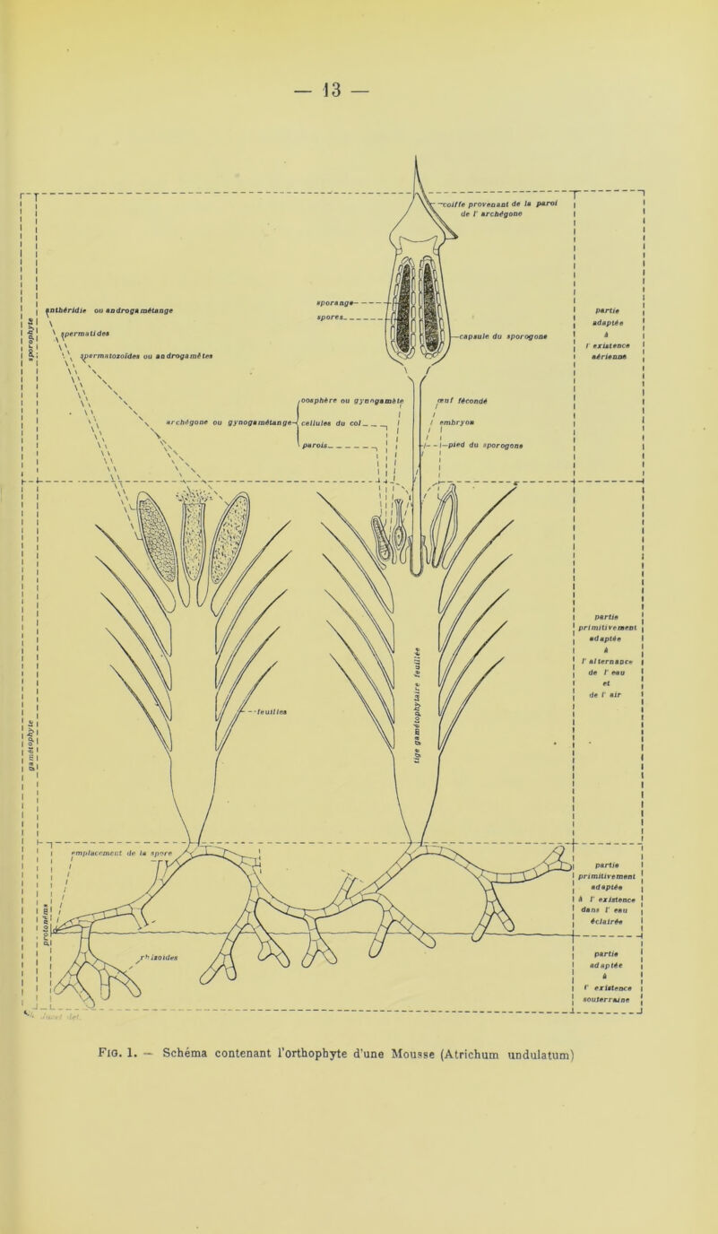 gamêtophyte I sporophyte Fig. 1. — Schéma contenant l'orthophyte d'une Mousse (Atrichum undulatum)