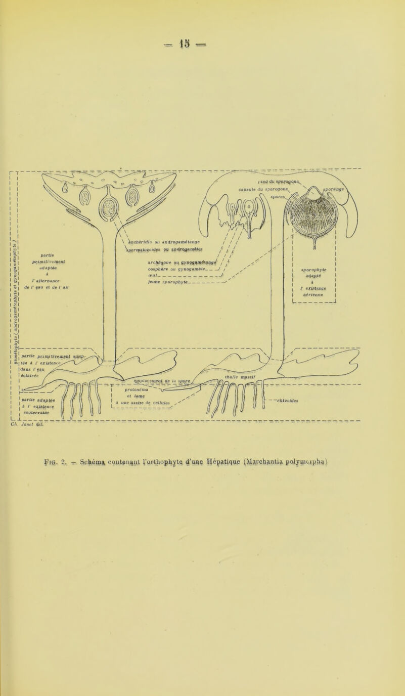 partie primitivement adaptée A J' alternance de i eau et de 1' air partie primitivement «&tp- tée à I' existencei dans l'eau éclairée i ie<i du appfoaooc^ capsule du sporogoneK sporess G, \ \nthêridlo- ou androgamétange \pfirnf%tQfoidÇS OU ^oaro^araitv^ f> j { / ! / archégouc qu% gy nçç^métanijJ j Jf oosphère ou gynogamète / / crut t> // ✓ jeune sporophyte ■souterraine L-i Ch. Janet iLcl.