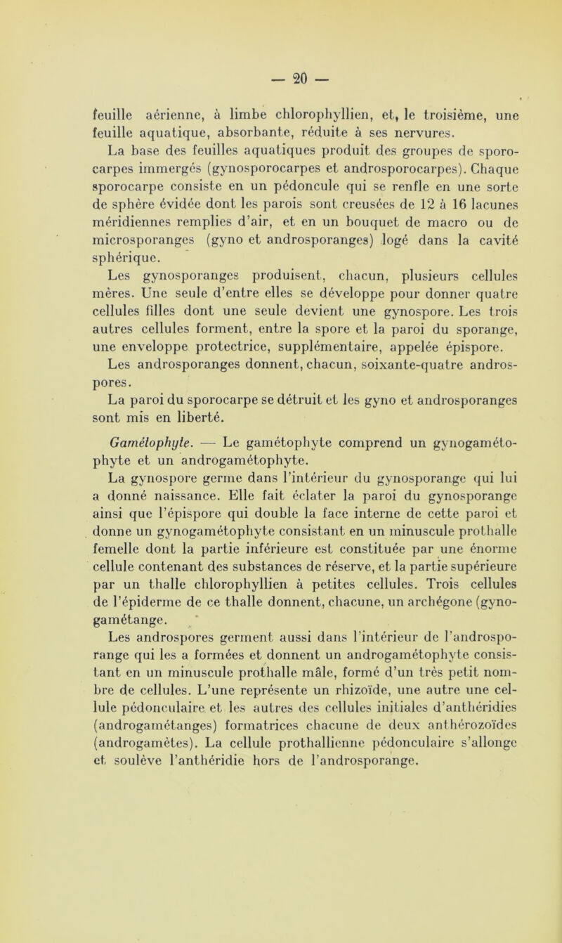 feuille aérienne, à limbe chlorophyllien, et, le troisième, une feuille aquatique, absorbante, réduite à ses nervures. La base des feuilles aquatiques produit des groupes de sporo- carpes immergés (gynosporocarpes et androsporocarpes). Chaque sporocarpe consiste en un pédoncule qui se renfle en une sorte de sphère évidée dont les parois sont creusées de 12 à 16 lacunes méridiennes remplies d’air, et en un bouquet de macro ou de microsporanges (gyno et androsporanges) logé dans la cavité sphérique. Les gynosporanges produisent, chacun, plusieurs cellules mères. Une seule d’entre elles se développe pour donner quatre cellules filles dont une seule devient une gynospore. Les trois autres cellules forment, entre la spore et la paroi du sporange, une enveloppe protectrice, supplémentaire, appelée épispore. Les androsporanges donnent, chacun, soixante-quatre andros- pores. La paroi du sporocarpe se détruit et les gyno et androsporanges sont mis en liberté. Gamétophyte. — Le gamétophyte comprend un gynogaméto- phyte et un androgamétophyte. La gynospore germe dans l’intérieur du gynosporange qui lui a donné naissance. Elle fait éclater la paroi du gynosporange ainsi que l’épispore qui double la face interne de cette paroi et donne un gynogamétophyte consistant en un minuscule prothalle femelle dont la partie inférieure est constituée par une énorme cellule contenant des substances de réserve, et la partie supérieure par un thalle chlorophyllien à petites cellules. Trois cellules de l’épiderme de ce thalle donnent, chacune, un archégone (gyno- gamétange. Les androspores germent aussi dans l’intérieur de l’androspo- range qui les a formées et donnent un androgamétophyte consis- tant en un minuscule prothalle mâle, formé d’un très petit nom- bre de cellules. L’une représente un rhizoïde, une autre une cel- lule pédonculaire et les autres des cellules initiales d’anthéridies (androgainétanges) formatrices chacune de deux anthérozoïdes (androgamètes). La cellule prothallicnne pédonculaire s’allonge et soulève l’anthéridie hors de l’androsporange.