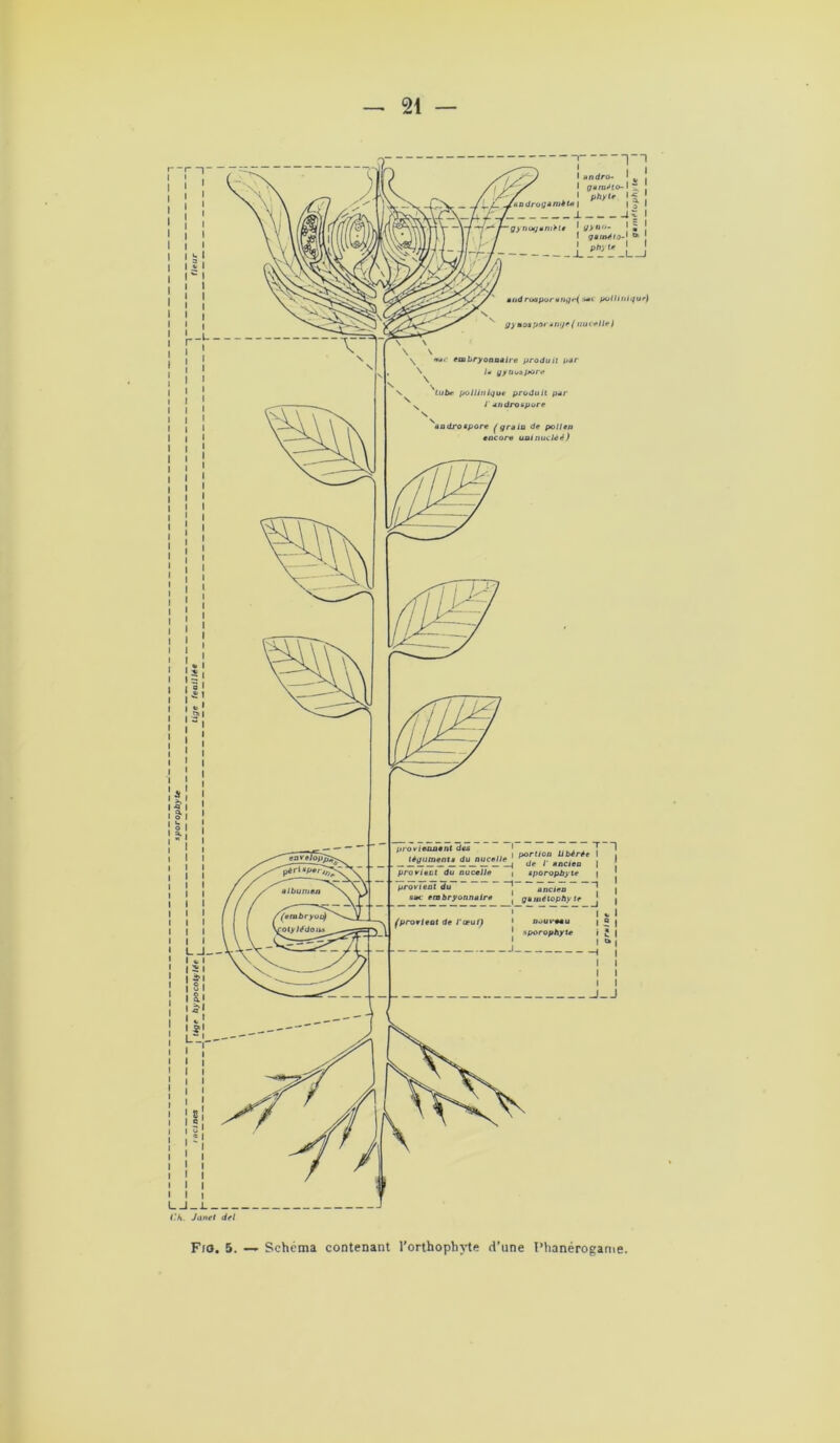 sporopbyte \~t4ge hypocotylée f tige fenil lé* Fjo. 5. — Schéma contenant l’orthophyte d’une Phanérogame. gainttoph) le