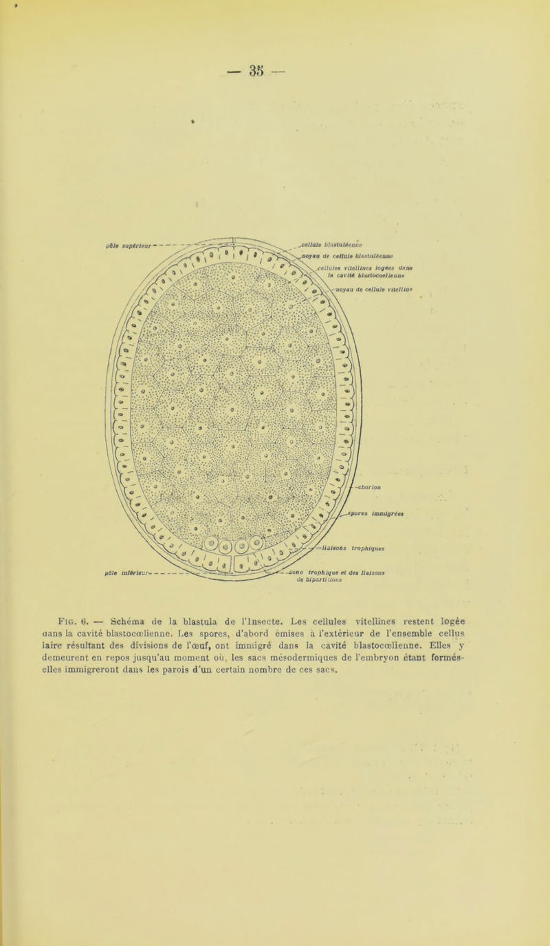 Fig. 0. — Schéma de la blastula de l’Insecte. Les cellules vitellines restent logée uans la cavité blastoccelienne. Les spores, d’abord émises à l'extérieur de l'ensemble cellus laire résultant des divisions de l'œuf, ont immigré dans la cavité blastocœlienne. Elles y demeurent en repos jusqu’au moment où, les sacs mésodermiques de l'embryon étant formés- elles immigreront dans les parois d’un certain nombre de ces sacs.