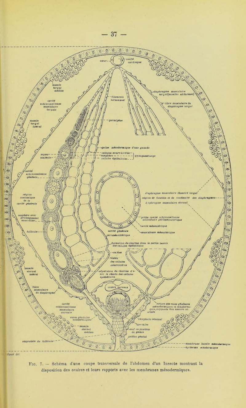 réceptacle séminal (*) (•/(* ®%pM'v position <vj pritice géniul Q'. ' '0• • ' — — — — membrane bxs&le mAsoU*rmj^u êpiiiarme ectoderaiqu» fanet del Fig. 7. _ Schéma d'une coupe transversale de l’abdomen d’un Insecte montrant la disposition des ovaires et leurs rapports avec les membranes mèsodermiques.