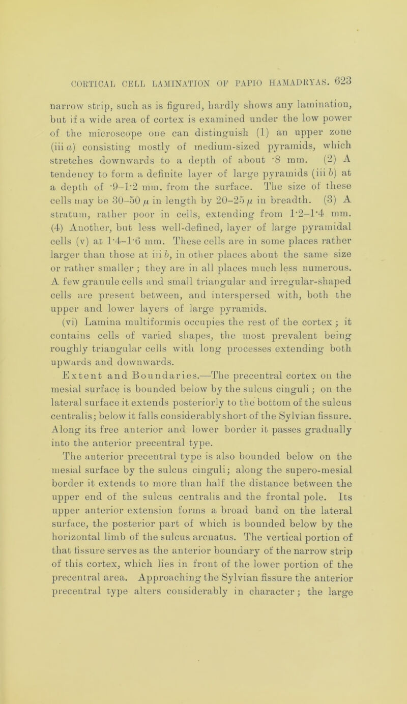 narrow strip, such as is figured, hardly shows any lamination, but if a wide area of cortex is examined under the low power of the microscope one can distinguish (1) an upper zone (iii a) consisting mostly ot medium-sized pyramids, which stretches downwards to a depth ot about *8 mm. (2) A tendency to form a definite layer of large pyramids (iii b) at a depth of ‘9—1*2 mm. from the surface. The size of these cells may be 30-50 n in length by 20-25 fx in breadth. (3) A stratum, rather poor in cells, extending from T2-T4 mm. (4) Another, but less well-defined, layer of large pyramidal cells (v) at T4-T6 mm. These cells are in some places rather larger than those at iii b, in other places about the same size or rather smaller ; they are in all places much less numerous. A few granule cells and small triangular and irregular-shaped cells are present between, and interspersed with, both the upper and lower layers of large pyramids. (vi) Lamina multiformis occupies the rest of the cortex ; it contains cells of varied shapes, the most prevalent being roughly triangular cells with long processes extending both upwards and downwards. Extent and Boundaries.—The precentral cortex on the mesial surface is bounded below by the sulcus cinguli; on the lateral surface it extends posteriorly to the bottom of the sulcus centralis; below it falls considerablyshort of the Sylvian fissure. Along its free anterior and lower border it passes gradually into the anterior precentral type. The anterior precentral type is also bounded below on the mesial surface by the sulcus cinguli; along the supero-mesial border it extends to more than half the distance between the upper end of the sulcus centralis and the frontal pole. Its upper anterior extension forms a broad band on the lateral surface, the posterior part of which is bounded below by the horizontal limb of the sulcus arcuatus. The vertical portion of that fissure serves as the anterior boundary' of the narrow strip of this cortex, which lies in front of the lower portion of the precentral area. Approaching the Sylvian fissure the anterior precentral type alters considerably in character; the large