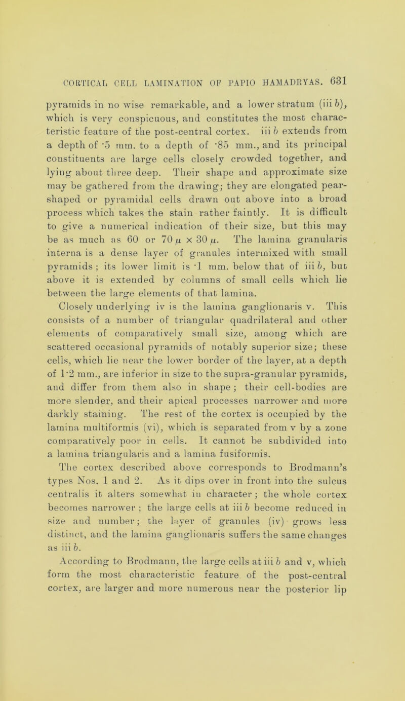 pyramids in no wise remarkable, and a lower stratum (iiifo), which is very conspicuous, and constitutes the most charac- teristic feature of the post-central cortex, iii b extends from a depth of -5 mm. to a depth of ‘85 mm., and its principal constituents are large cells closely crowded together, and lying about three deep. Their shape and approximate size may be gathered from the drawing; they are elongated pear- shaped or pyramidal cells drawn out above into a broad process which takes the stain rather faintly. It is difficult to give a numerical indication of their size, but this may be as much as 60 or 70 g x 30 g. The lamina granularis interna is a dense layer of granules intermixed with small pyramids; its lower limit is -1 mm. below that of iiifr, but above it is extended by columns of small cells which lie between the large elements of that lamina. Closely underlying iv is the lamina ganglionaris v. This consists of a number of triangular quadrilateral ami other elements of comparatively small size, among which are scattered occasional pyramids of notably superior size; these cells, which lie near the lower border of the layer, at a depth of 1*2 mm., are inferior in size to the supra-granular pyramids, and differ from them also in shape ; their cell-bodies are more slender, and their apical processes narrower and more darkly staining. The rest of the cortex is occupied by the lamina multiformis (vi), which is separated from v by a zone comparatively poor in cells. It cannot be subdivided into a lamina triangularis and a lamina fusiformis. The cortex described above corresponds to Brodmann’s types Nos. 1 and 2. As it dips over in front into the sulcus centralis it alters somewhat in character; the whole cortex becomes narrower ; the large cells at iii b become reduced in size and number; the layer of granules (iv) grows less distinct, and the lamina ganglionaris suffers the same changes as iii b. According to Brodmann, the large cells at iii b and v, which form the most characteristic feature of the post-central cortex, are larger and more numerous near the posterior lip