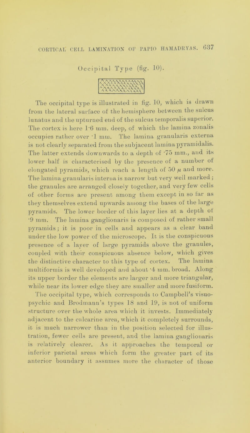 Occipital Type (fig. 10). rx The occipital type is illustrated in fig. 10, which is drawn from the lateral surface of the hemisphere between the sulcus lunatus and the upturned end of the sulcus temporalis superior. The cortex is here TO mm. deep, of which the lamina zonalis occupies rather over -l mm. The lamina granularis externa is not clearly separated from the subjacent lamina pyramidalis. The latter extends downwards to a depth of '75 mm., and its lower half is characterised by the presence of a number of elongated pyramids, which reach a length of 50 fx and more. The lamina granularis interna is narrow but very well marked ; the granules are arranged closely together, and very few cells of other forms are present among them except in so far as they themselves extend upwards among the bases of the large pyramids. The lower border of this layer lies at a depth of '9 mm. The lamina ganglionaris is composed of rather small pyramids; it is poor in cells and appears as a clear band under the low power of the microscope. It is the conspicuous presence of a layer of large pyramids above the granules, coupled with their conspicuous absence below, which gives the distinctive character to this type of cortex. The lamina multiformis is well developed and about ‘4 nun. broad. Along its upper border the elements are larger and more triangular, while near its lower edge they are smaller and more fusiform. The occipital type, which corresponds to Campbell’s visuo- psychic and Brodmann’s types 18 and 19, is not of uniform structure over the whole area which it invests. Immediately adjacent to the calcarine area, which it completely surrounds, it is much narrower than in the position selected for illus- tration, fewer cells are present, and the lamina ganglionaris is relatively clearer. As it approaches the temporal or inferior parietal areas which form the greater part of its anterior boundary it assumes more the character of those aA\Va\^a\ \ AAA,Ay\AA\A>\