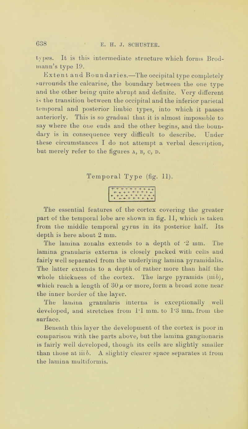 topes. It is this intermediate structure which forms Brod- mann’s type 19. Bxtent and Boundaries.—The occipital type completely surrounds the calcarine, tlie boundary between the one type and the other being quite abrupt and definite. Very different is the transition between the occipital and the inferior parietal temporal and posterior limbic types, into which it passes anteriorly. This is so gradual that it is almost impossible to say where the one ends and the other begins, and the boun- dary is in consequence very difficult to describe. Under these circumstances I do not attempt a verbal description, but merely refer to the figures a, b, c, d. Temporal Type (fig. 11). -#- + 4- 4- +4 + + f + f + 4 The essential features of the cortex covering the greater part of the temporal lobe are shown in fig. 11, which is taken from the middle temporal gyrus in its posterior half. Its depth is here about 2 mm. The lamina zoualis extends to a depth of '2 mm. The lamina granularis externa is closely packed with cells and fairly well separated from the underlying lamina pyramidalis. The latter extends to a depth of rather more than half the whole thickness of the cortex. The large pyramids (nib), which reach a length of 30 /.i or more, form a broad zone near the inner border of the layer. The lamina granularis interna is exceptionally well developed, and stretches from i‘l mm. to l'o mm. from the surface. Beneath this layer the development of the cortex is poor in comparison with the parts above, but the lamina ganglionaris is fairly well developed, though its cells are slightly smaller than those at nib. A slightly clearer space separates it from the lamina multiformis.