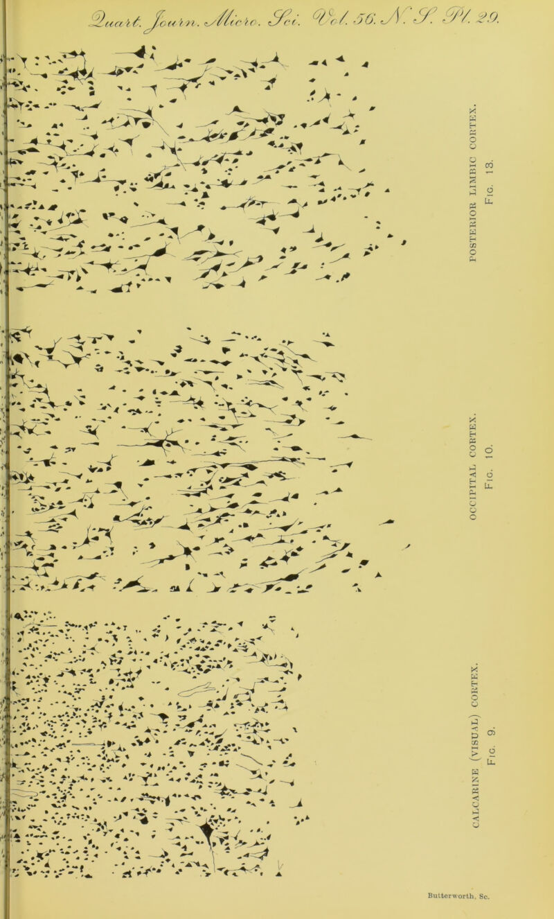 CALCARINE (VISUAL) CORTEX. OCCIPITAL CORTEX. POSTERIOR LIMBIC CORTEX Fig. 9. Fig. 10. Fig. 13.