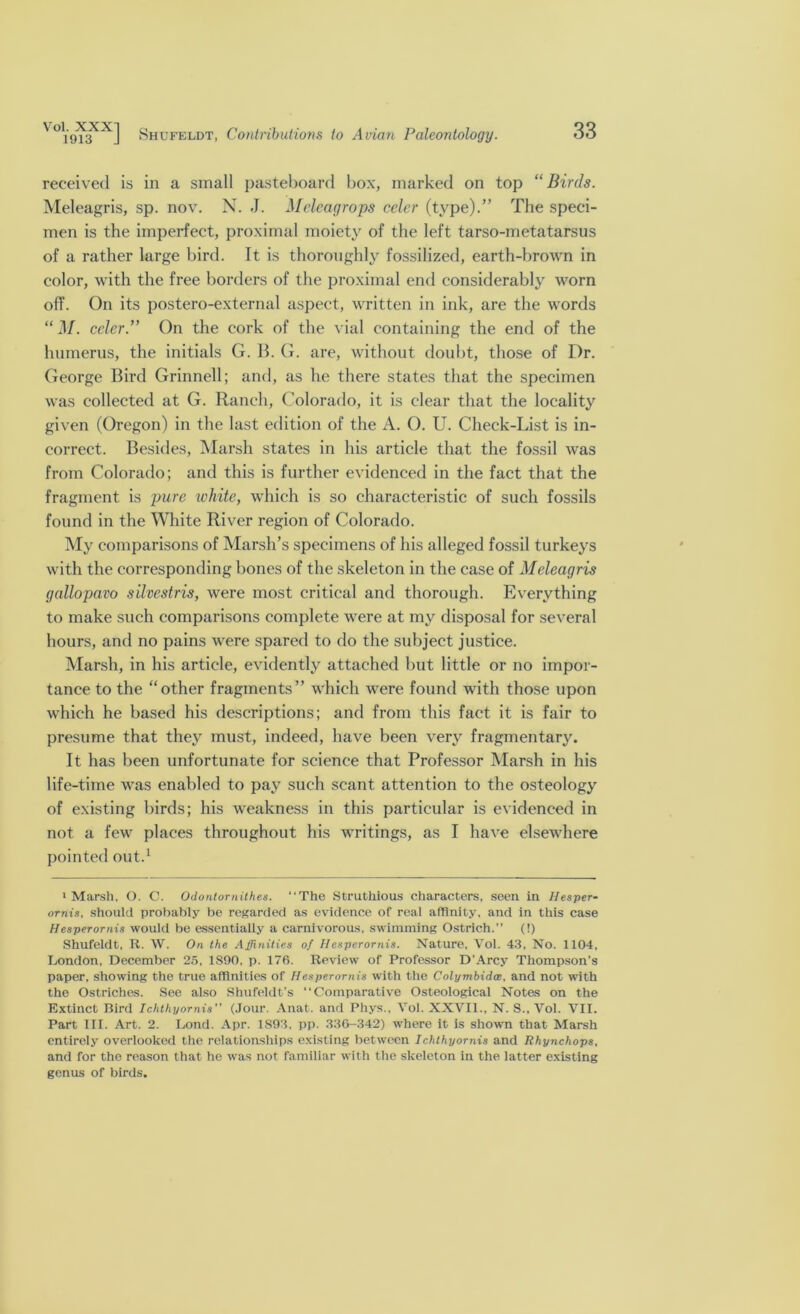 Vol XXXI 1913 J Shufeldt, Contributions to Avian Paleontology. 33 received is in a small pasteboard box, marked on top “Birds. Meleagris, sp. nov. N. J. Mcleagrops celcr (type).” The speci- men is the imperfect, proximal moiety of the left tarso-metatarsus of a rather large bird. It is thoroughly fossilized, earth-brown in color, with the free borders of the proximal end considerably worn off. On its postero-external aspect, written in ink, are the words “ M. cclcr.” On the cork of the vial containing the end of the humerus, the initials G. B. G. are, without doubt, those of Dr. George Bird Grinnell; and, as he there states that the specimen was collected at G. Ranch, Colorado, it is clear that the locality given (Oregon) in the last edition of the A. O. U. Check-List is in- correct. Besides, Marsh states in his article that the fossil was from Colorado; and this is further evidenced in the fact that the fragment is pure white, which is so characteristic of such fossils found in the White River region of Colorado. My comparisons of Marsh’s specimens of his alleged fossil turkeys with the corresponding bones of the skeleton in the case of Meleagris gallopavo silvestris, were most critical and thorough. Everything to make such comparisons complete were at my disposal for several hours, and no pains were spared to do the subject justice. Marsh, in his article, evidently attached but little or no impor- tance to the “other fragments” which were found with those upon which he based his descriptions; and from this fact it is fair to presume that they must, indeed, have been very fragmentary. It has been unfortunate for science that Professor Marsh in his life-time was enabled to pay such scant attention to the osteology of existing birds; his weakness in this particular is evidenced in not a few places throughout his writings, as I have elsewhere pointed out.1 1 Marsh, O. C. Odontornithes. “The Strutkious characters, seen in Hesper- ornis, should probably be regarded as evidence of real affinity, and in this case Hesperornis would be essentially a carnivorous, swimming Ostrich.” (!) Shufeldt, R. W. On the Affinities of Hesperornis. Nature, Vol. 43, No. 1104, London, December 25, 1890, p. 176. Review of Professor D'Arcy Thompson's paper, showing the true affinities of Hesperornis with the Colymbidce, and not with the Ostriches. See also Shufeldt’s Comparative Osteological Notes on the Extinct Bird Ichthyornis” (Jour. Anat. and Phys., Vol. XXVII., N. S., Vol. VII. Part III. Art. 2. Lond. Apr. 1893, pp. 336-342) where it is shown that Marsh entirely overlooked the relationships existing between Ichthyornis and Rhynchops, and for the reason that he was not familiar with the skeleton in the latter existing genus of birds.