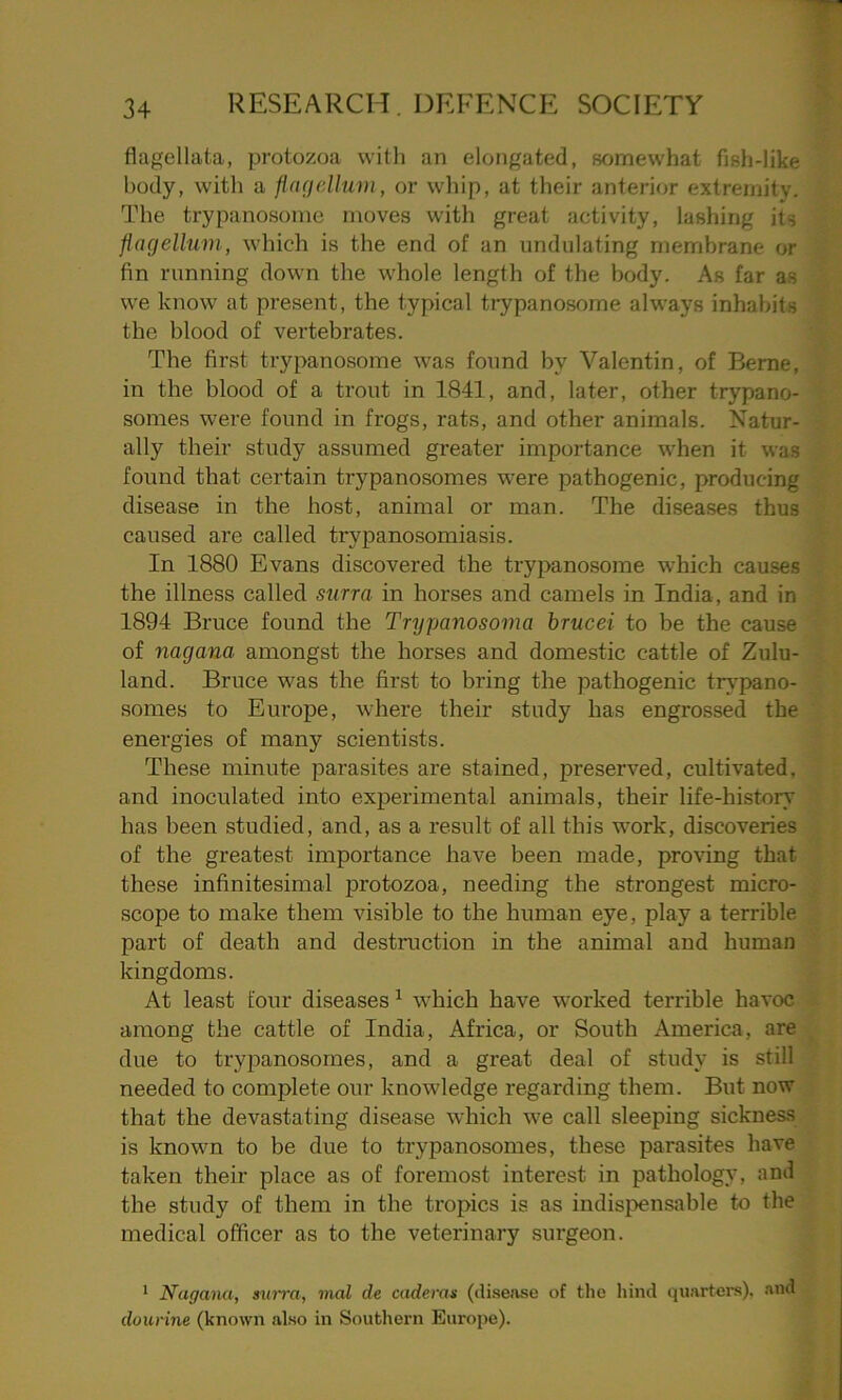 fiagellat.a, protozoa with an elongated, somewhat fish-like body, with a flagellum, or whip, at their anterior extremity. The trypanosome moves with great activity, lashing its flagellum, which is the end of an undulating membrane or fin running down the whole length of the body. As far as we know at present, the typical trypanosome always inhabits the blood of vertebrates. The first trypanosome was found by Valentin, of Berne, in the blood of a trout in 1841, and, later, other trypano- somes were found in frogs, rats, and other animals. Natur- ally their study assumed greater importance when it was found that certain trypanosomes were pathogenic, producing disease in the host, animal or man. The diseases thus caused are called trypanosomiasis. In 1880 Evans discovered the trypanosome which causes the illness called surra in horses and camels in India, and in 1894 Bruce found the Trypanosoma brucei to be the cause of nagana amongst the horses and domestic cattle of Zulu- land. Bruce was the first to bring the pathogenic trypano- somes to Europe, where their study has engrossed the energies of many scientists. These minute parasites are stained, preserved, cultivated, and inoculated into experimental animals, their life-history has been studied, and, as a result of all this work, discoveries of the greatest importance have been made, proving that these infinitesimal protozoa, needing the strongest micro- scope to make them visible to the human eye, play a terrible part of death and destruction in the animal and human kingdoms. At least four diseases1 which have worked terrible havoc among the cattle of India, Africa, or South America, are due to trypanosomes, and a great deal of study is still needed to complete our knowledge regarding them. But now that the devastating disease which we call sleeping sickness is known to be due to trypanosomes, these parasites have taken their place as of foremost interest in pathology, and the study of them in the tropics is as indispensable to the medical officer as to the veterinary surgeon. 1 Nagana, surra, mal de caderrn (disease of the hind quarters), and dourine (known also in Southern Europe).