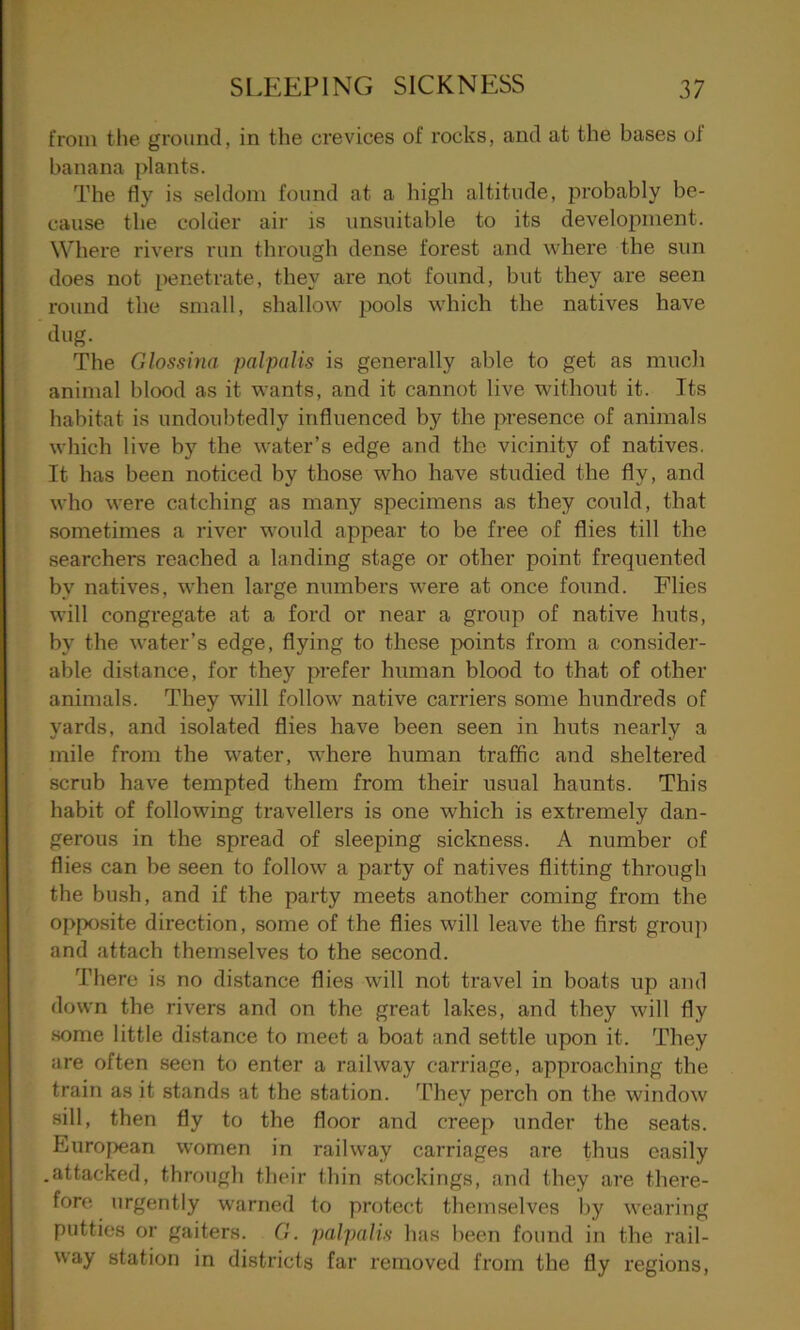 from the ground, in the crevices of rocks, and at the bases of banana plants. The fly is seldom found at a high altitude, probably be- cause the colder air is unsuitable to its development. Where rivers run through dense forest and where the sun does not penetrate, they are not found, but they are seen round the small, shallow pools which the natives have dug. The Glossina palpalis is generally able to get as much animal blood as it wants, and it cannot live without it. Its habitat is undoubtedly influenced by the presence of animals which live by the water’s edge and the vicinity of natives. It has been noticed by those who have studied the fly, and who were catching as many specimens as they could, that sometimes a river would appear to be free of flies till the searchers reached a landing stage or other point frequented bv natives, when large numbers were at once found. Flies will congregate at a ford or near a group of native huts, by the water’s edge, flying to these points from a consider- able distance, for they prefer human blood to that of other animals. They will follow native carriers some hundreds of yards, and isolated flies have been seen in huts nearly a mile from the water, where human traffic and sheltered scrub have tempted them from their usual haunts. This habit of following travellers is one which is extremely dan- gerous in the spread of sleeping sickness. A number of flies can be seen to follow a party of natives flitting through the bush, and if the party meets another coming from the opposite direction, some of the flies will leave the first group and attach themselves to the second. There is no distance flies will not travel in boats up and down the rivers and on the great lakes, and they will fly some little distance to meet a boat and settle upon it. They are often seen to enter a railway carriage, approaching the train as it stands at the station. They perch on the window sill, then fly to the floor and creep under the seats. European women in railway carriages are thus easily .attacked, through their thin stockings, and they are there- fore urgently warned to protect themselves by wearing putties or gaiters. G. palpalis has been found in the rail- way station in districts far removed from the fly regions,
