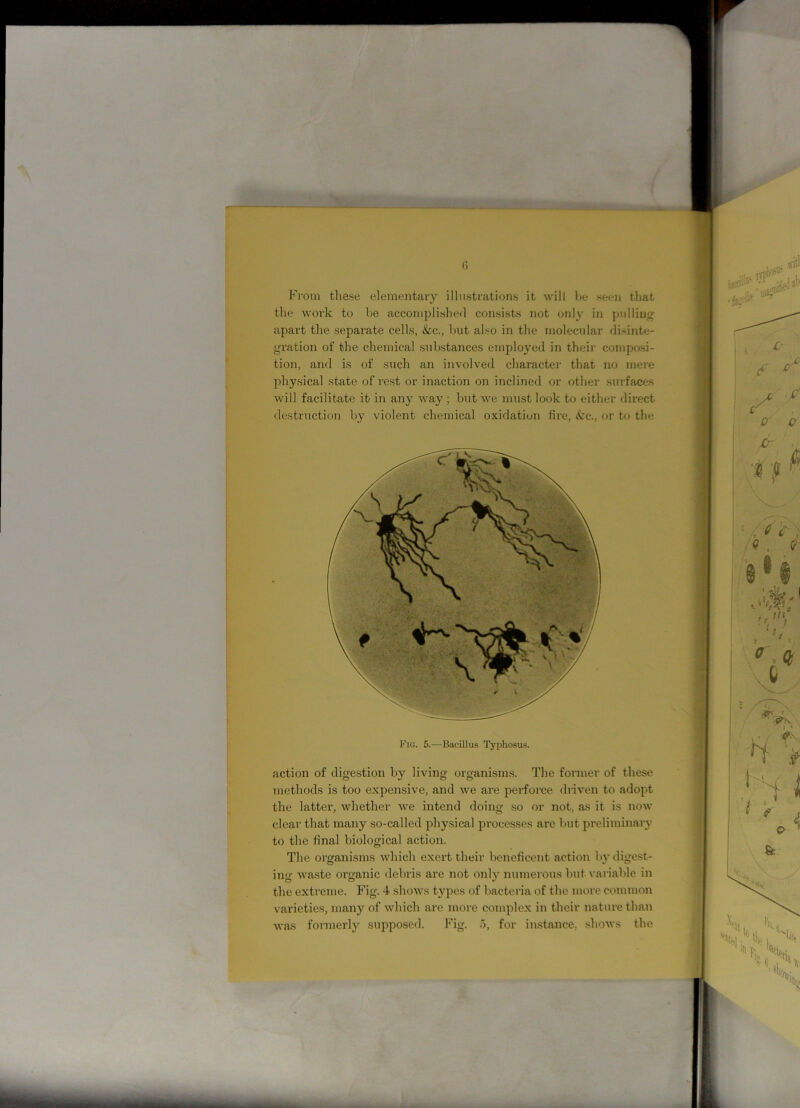 From tlie.se elementary illustrations it will be seen that the work to be accomplished consists not only in pulling apart the separate cells, &c., but also in the molecular disinte- gration of the chemical substances employed in their composi- tion, and is of such an involved character that no mere physical state of rest or inaction on inclined or other surfaces will facilitate it in any way ; but we must look to either direct destruction by violent chemical oxidation fire, &c., or to the Fig. 5.—Bacillus Typhosus. action of digestion by living organisms. The former of these methods is too expensive, and we are perforce driven to adopt the latter, whether we intend doing so or not, as it is now clear that many so-called physical processes are but preliminary to the final biological action. The organisms which exert their beneficent action by digest- ing waste organic debris are not only numerous but variable in the extreme. Fig. 4 shows types of bacteria of the more common varieties, many of which are more complex in their nature than was formerly supposed. Fig. 5, for instance, shows the