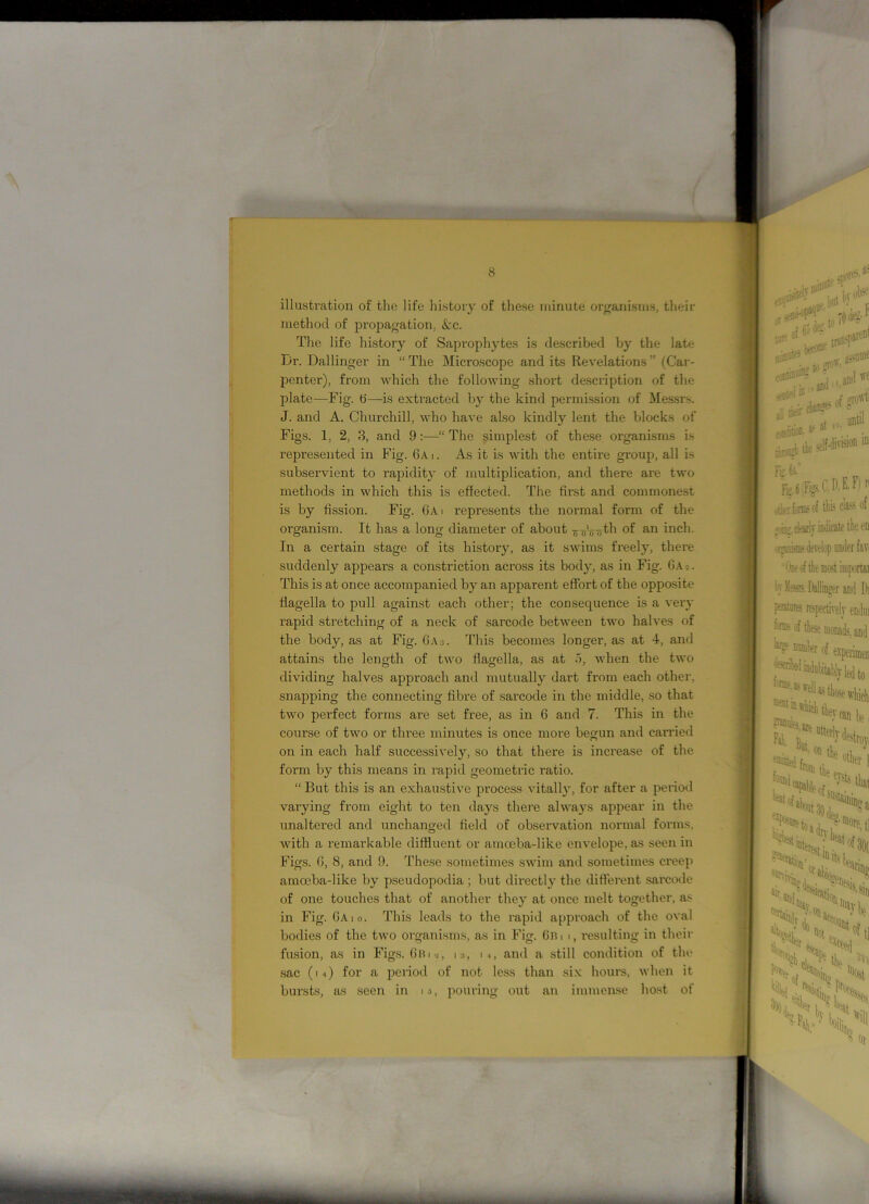 _ 8 illustration of the life history of these minute organisms, their method of propagation, Ac. The life history of Saprophytes is described by the late Dr. Ballinger in “The Microscope and its Revelations” (Car- penter), from which the following short description of the plate—Fig. 6—is extracted by the kind permission of Messrs. J. and A. Churchill, who have also kindly lent the blocks of Figs. 1. 2, 3, and 9:—“The simplest of these organisms is represented in Fig. 6a i. As it is with the entire group, all is subservient to rapidity of multiplication, and there are two methods in which this is effected. The first and commonest is by fission. Fig. 6 a > represents the normal form of the organism. It has a long diameter of about ^-g^th of an inch. In a certain stage of its history, as it swims freely, there suddenly appears a constriction across its body, as in Fig. 6a This is at once accompanied by an apparent effort of the opposite flagella to pull against each other; the consequence is a very rapid stretching of a neck of sarcode between two halves of the body, as at Fig. 6A3. This becomes longer, as at 4, and attains the length of two flagella, as at 5, when the two dividing halves approach and mutually dart from each other, snapping the connecting fibre of sarcode in the middle, so that two perfect forms are set free, as in 6 and 7. This in the course of two or three minutes is once more begun and carried on in each half successively, so that there is increase of the form by this means in rapid geometric ratio. “ But this is an exhaustive process vitally, for after a period varying from eight to ten days there always appear in the unaltered and unchanged field of observation normal forms, with a remarkable diffluent or amceba-like envelope, as seen in Figs. 6, 8, and 9. These sometimes swim and sometimes creep amceba-like by pseudopodia ; but directly the different sarcode of one touches that of another they at once melt together, as in Fig. 6a 10. This leads to the rapid approach of the oval bodies of the two organisms, as in Fig. 6B1 i, resulting in their fusion, as in Figs. 6bi«, is, m, and a still condition of the sac (14) for a period of not less than six hours, when it bursts, as seen in 15, pouring out an immense host of