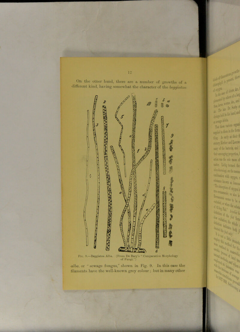 JL. 12 On the other hand, there are a number of growths of a different kind, having somewhat the character of the beggiatoa alba, or “sewage fungus,” shown in Fig. 9. In this case the filaments have the well-known grey colour ; but in many other
