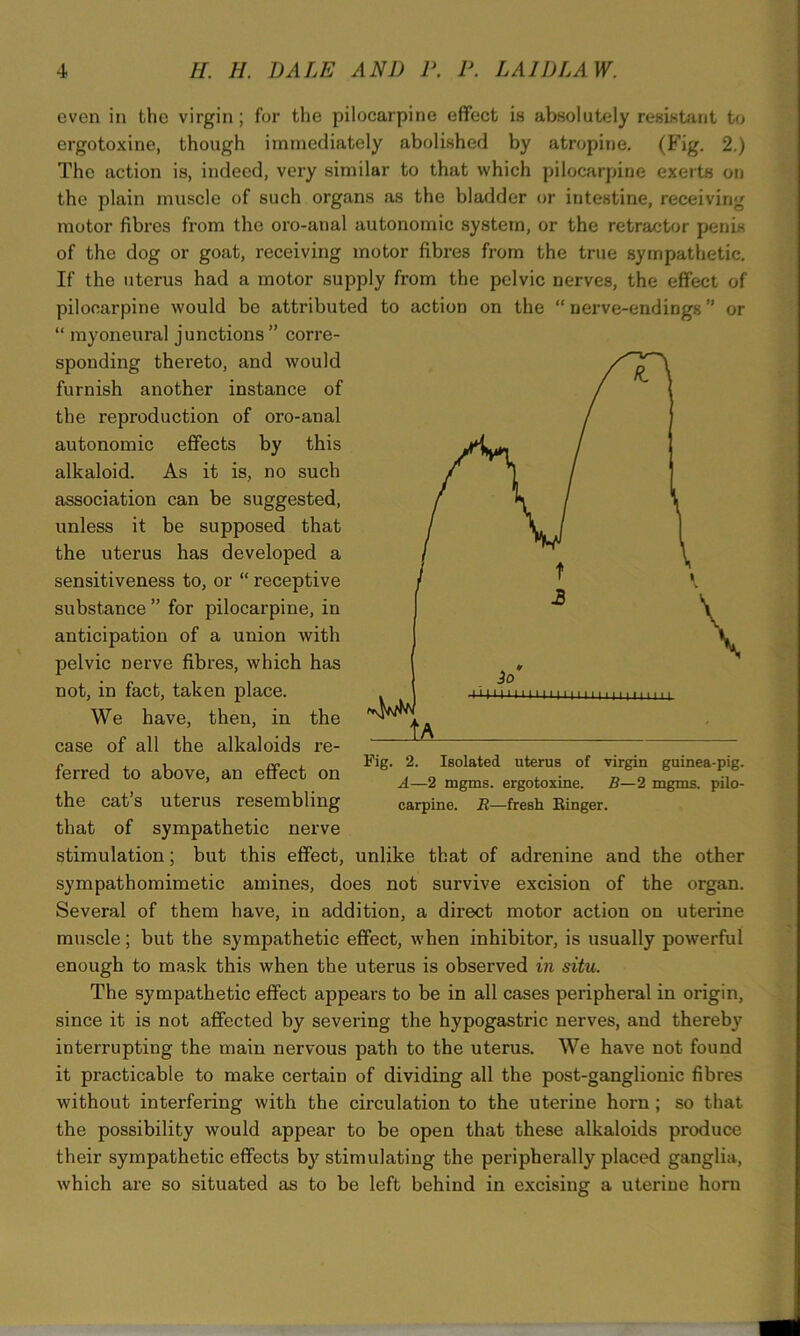 even in the virgin; for the pilocarpine effect is absolutely resistant to ergotoxine, though immediately abolished by atropine. (Fig. 2.) The action is, indeed, very similar to that which pilocarpine exerts on the plain muscle of such organs as the bladder or intestine, receiving motor fibres from the oro-anal autonomic system, or the retractor penis of the dog or goat, receiving motor fibres from the true sympathetic. If the uterus had a motor supply from the pelvic nerves, the effect of pilocarpine would be attributed to action on the “nerve-endings” or “ myoneural junctions” corre- sponding thereto, and would furnish another instance of the reproduction of oro-anal autonomic effects by this alkaloid. As it is, no such association can be suggested, unless it be supposed that the uterus has developed a sensitiveness to, or “ receptive substance ” for pilocarpine, in anticipation of a union with pelvic Derve fibres, which has not, in fact, taken place. We have, then, in the case of all the alkaloids re- ferred to above, an effect on the cat’s uterus resembling that of sympathetic nerve stimulation; but this effect, unlike that of adrenine and the other sympathomimetic amines, does not survive excision of the organ. Several of them have, in addition, a direct motor action on uterine muscle; but the sympathetic effect, when inhibitor, is usually powerful enough to mask this when the uterus is observed in situ. The sympathetic effect appears to be in all cases peripheral in origin, since it is not affected by severing the hypogastric nerves, and thereby interrupting the main nervous path to the uterus. We have not found it practicable to make certain of dividing all the post-ganglionic fibres without interfering with the circulation to the uterine horn; so that the possibility would appear to be open that these alkaloids produce their sympathetic effects by stimulating the peripherally placed ganglia, which are so situated as to be left behind in excising a uterine horn Fig. 2. Isolated uterus of virgin guinea-pig. A—2 mgms. ergotoxine. B—2 mgms. pilo- carpine. R—fresh Einger.