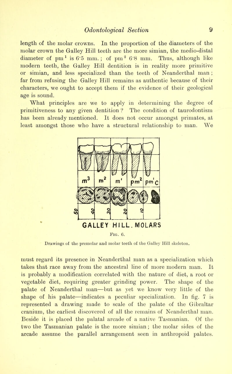 length of the molar crowns. In the proportion of the diameters of the molar crown the Galley Hill teeth are the more simian, the medio-distal diameter of pm1 is 6*5 mm.; of pm2 6'8 mm. Thus, although like modern teeth, the Galley Hill dentition is in reality more primitive or simian, and less specialized than the teeth of Neanderthal man ; far from refusing the Galley Hill remains as authentic because of their characters, we ought to accept them if the evidence of their geological age is sound. What principles are we to apply in determining the degree of primitiveness to any given dentition ? The condition of taurodontism has been already mentioned. It does hot occur amongst primates, at least amongst those who have a structural relationship to man. We Fig. 6. Drawings of the premolar and molar teeth of the Galley Hill skeleton. must regard its presence in Neanderthal man as a specialization which takes that race away from the ancestral line of more modern man. It is probably a modification correlated with the nature of diet, a root or vegetable diet, requiring greater grinding power. The shape of the palate of Neanderthal man—hut as yet we know very little of the shape of his palate—indicates a peculiar specialization. In fig. 7 is represented a drawing made to scale of the palate of the Gibraltar cranium, the earliest discovered of all the remains of Neanderthal man. Beside it is placed the palatal arcade of a native Tasmanian. Of the two the Tasmanian palate is the more simian; the molar sides of the arcade assume the parallel arrangement seen in anthropoid palates.