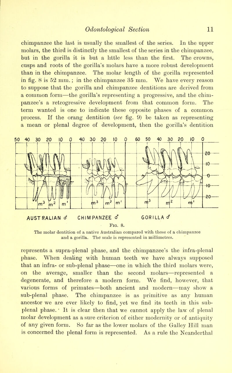 chimpanzee the last is usually the smallest of the series. In the upper molars, the third is distinctly the smallest of the series in the chimpanzee, but in the gorilla it is but a little less than the first. The crowns, cusps and roots of the gorilla’s molars have a more robust development than in the chimpanzee. The molar length of the gorilla represented in fig. 8 is 52 mm.; in the chimpanzee 35 mm. We have every reason to suppose that the gorilla and chimpanzee dentitions are derived from a common form—the gorilla’s representing a progressive, and the chim- panzee’s a retrogressive development from that common form. The term wanted is one to indicate these opposite phases of a common process. If the orang dentition {see fig. 9) be taken as representing a mean or plenal degree of development, then the gorilla’s dentition 50 40 30 20 10 0 W 30 20 10 0 60 50 40 3 0 20 10 0 Fig. 8. The molar dentition of a native Australian compared with those of a chimpanzee and a gorilla. The scale is represented in millimetres. represents a supra-plenal phase, and the chimpanzee’s the infra-plenal phase. When dealing with human teeth we have always supposed that an infra- or sub-plenal phase—one in which the third molars were, on the average, smaller than the second molars—represented a degenerate, and therefore a modern form. We find, however, that various forms of primates—both ancient and modern—may show a sub-plenal phase. The chimpanzee is as primitive as any human ancestor we are ever likely to find, yet we find its teeth in this sub- plenal phase. * It is clear then that we cannot apply the law of plenal molar development as a sure criterion of either modernity or of antiquity of any given form. So far as the lower molars of the Galley Hill man is concerned the plenal form is represented. As a rule the Neanderthal