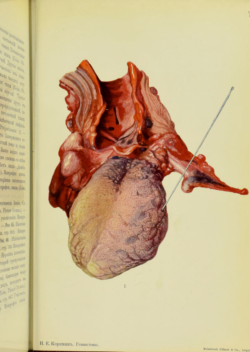 МеізепЬасЬ ЕіІІапЬ & Со., Ьеіргі