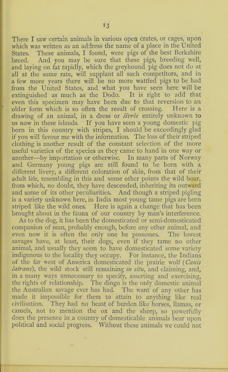 T3 There I saw certain animals in various open crates, or cages, upon which was written as an address the name of a place in the United States. These animals, I found, were pigs of the best Berkshire breed. And you may be sure that these pigs, breeding well, and laying on fat rapidly, which the greyhound pig does not do at all at the same rate, will supplant all such competitors, and in a few more years there will be no more wattled pigs to be had from the United States, and what you have seen here will be extinguished as much as the Dodo. It is right to add that even this specimen may have been due to that reversion to an older form which is so often the result of crossing. Here is a drawing of an animal, in a dress or livree entirely unknown to us now in these islands. If you have seen a young domestic pig born in this country with stripes, I should be exceedingly glad if you will favour me with the information. The loss of their striped clothing is another result of the constant selection of the more useful varieties of the species as they came to hand in one way or another—by importation or otherwise. In many parts of Norway and Germany young pigs are still found to be born with a different livery, a different coloration of skin, from that of their adult life, resembling in this and some other points the wild boar, from which, no doubt, they have descended, inheriting its outward and some of its other peculiarities. And though a striped pigling is a variety unknown here, in India most young tame pigs are born striped like the wild ones. Here is again a change that has been brought about in the fauna of our country by man’s interference. As to the dog, it has been the domesticated or semi-domesticated companion of man, probably enough, before any other animal, and even now it is often the only one he possesses. The lowest savages have, at least, their dogs, even if they tame no other animal, and usually they seem to have domesticated some variety indigenous to the locality they occupy. For instance, the Indians of the far west of America domesticated the prairie wolf (Cam's latra?is), the wild stock still remaining in situ, and claiming, and, in a many ways unnecessary to specify, asserting and exercising, the rights of relationship. The dingo is the only domestic animal the Australian savage ever has had. The want of any other has made it impossible for them to attain to anything like real civilisation. They had no beast of burden like horses, llamas, or camels, not to mention the ox and the sheep, so powerfully does the presence in a country of domesticable animals bear upon political and social progress. Without these animals we could not