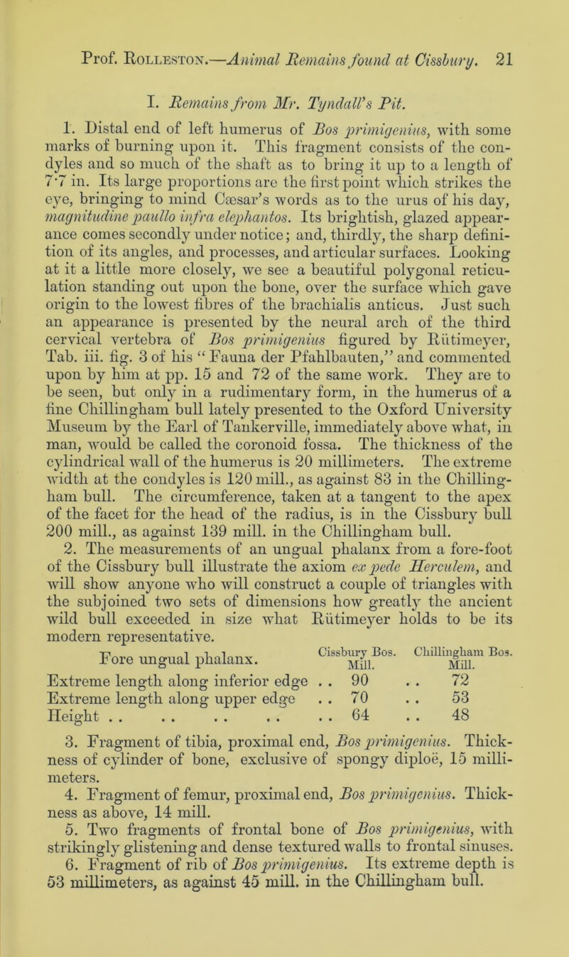 I. Remains from Mr. Tyndall’s Fit. 1. Distal end of left humerus of Bos primigenius, with some marks of burning upon it. This fragment consists of the con- dyles and so much of the shaft as to bring it up to a length of 7’7 in. Its large proportions are the first point which strikes the eye, bringing to mind Caesar’s words as to the urus of his day, magnitudine paullo infra elephantos. Its brightish, glazed appear- ance comes secondly under notice; and, thirdly, the sharp defini- tion of its angles, and processes, and articular surfaces. Looking at it a little more closely, we see a beautiful polygonal reticu- lation standing out upon the bone, over the surface which gave origin to the lowest fibres of the brachialis anticus. Just such an appearance is presented by the neural arch of the third cervical vertebra of Bos primigenius figured by Riitimeyer, Tab. iii. fig. 3 of his “ Fauna der Pfahlbauten,” and commented upon by him at pp. 15 and 72 of the same work. They are to be seen, but only in a rudimentary form, in the humerus of a fine Chillingham bull lately presented to the Oxford University Museum by the Earl of Tankerville, immediately above what, in man, would be called the coronoid fossa. The thickness of the cylindrical wall of the humerus is 20 millimeters. The extreme width at the condyles is 120 mill., as against 83 in the Chilling- ham bull. The circumference, taken at a tangent to the apex of the facet for the head of the radius, is in the Cissbury bull 200 mill., as against 139 mill, in the Chillingham bull. 2. The measurements of an ungual phalanx from a fore-foot of the Cissbury bull illustrate the axiom ex pede Herculem, and will show anyone who will construct a couple of triangles with the subjoined two sets of dimensions how greatly the ancient wild bull exceeded in size what Riitimeyer holds to be its modern representative. Fore ungual phalanx. C“b;’SiBM' CLmi£™ ** Extreme length along inferior edge . . 90 . . 72 Extreme length along upper edge . . 70 . . 53 Height . . . . . . . . . . 64 . . 48 3. Fragment of tibia, proximal end, Bos jn'imigenius. Thick- ness of cylinder of bone, exclusive of spongy diploe, 15 milli- meters. 4. Fragment of femur, proximal end, Bos primigenius. Thick- ness as above, 14 mill. 5. Two fragments of frontal bone of Bos primigenius, with strikingly glistening and dense textured walls to frontal sinuses. 6. Fragment of rib of Bos primigenius. Its extreme depth is 53 millimeters, as against 45 mill, in the Chillingham bull.