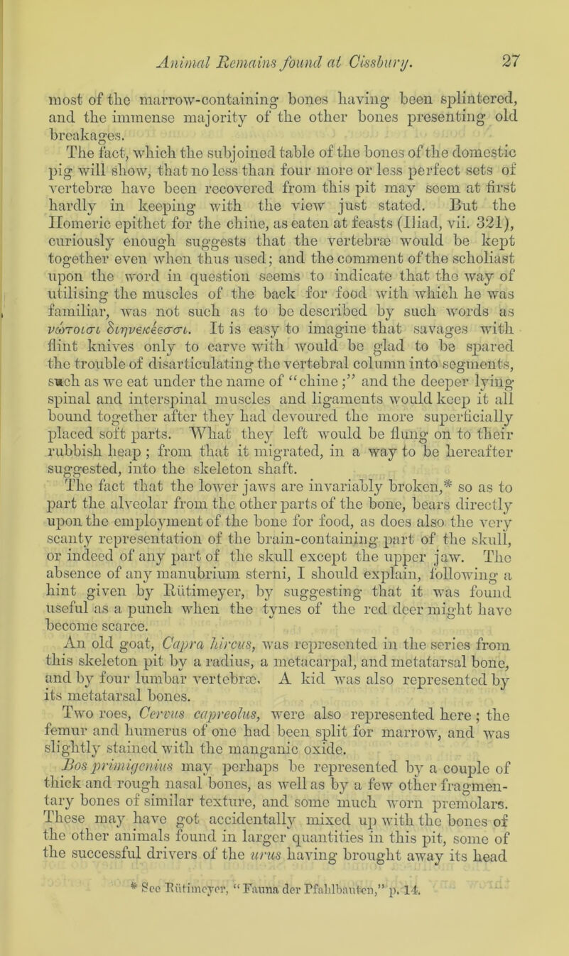 most of the marrow-containing bones having been splintered, and the immense majority of the other bones presenting old breakages. The fact, which the subjoined table of the bones of the domestic pig will show, that no less than four more or less perfect sets of vertebrae have been recovered from this pit may seem at first hardly in keeping with the view just stated. But the Homeric epithet for the chine, as eaten at feasts (Iliad, vii. 321), curiously enough suggests that the vertebrae would be kept together even when thus used; and the comment of the scholiast upon the word in question seems to indicate that the way of utilising the muscles of the back for food with which he was familiar, was not such as to bo described by such words as vmtoicti Styveneeacn. It is easy to imagine that savages with flint knives only to carve with would bo glad to be spared the trouble of disarticulating the vertebral column into segments, such as we eat under the name of “chine and the deeper lying- spinal and interspinal muscles and ligaments would keep it all bound together after they had devoured the more superficially placed soft parts. What they left would be flung on to their rubbish heap ; from that it migrated, in a way to be hereafter suggested, into the skeleton shaft. The fact that the lower jaws are invariably broken,* so as to part the alveolar from the other parts of the bone, bears directly upon the employment of the bone for food, as does also the very scanty representation of the brain-containing- part of the skull, or indeed of any part of the skull except the upper jaw. The absence of any manubrium sterni, I should explain, following a hint given by lUitimeyer, by suggesting- that it was found useful as a punch when the tynes of the red deer might have become scarce. An old g-oat, Capra hi reus, was represented in the series from this skeleton pit by a radius, a metacarpal, and metatarsal bone, and by four lumbar vertebrae. A kid was also represented by its metatarsal bones. Two roes, Cervus caprcoins, were also represented here ; the femur and humerus of one had been split for marrow, and was slightly stained with the manganic oxide. Bos primiy cuius may perhaps be represented by a couple of thick and rough nasal bones, as well as by a few other fragmen- tary bones of similar texture, and some much worn prcmolars. These may have got accidentally mixed up with the bones of the other animals found in larger quantities in this pit, some of the successful drivers of the tints having brought away its head * See Eiitimcyer, “ Faxma dei- Ffalilbauten,” p. 14.