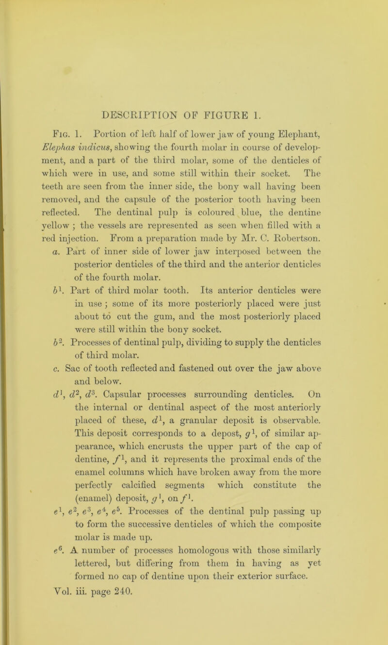 Fig. 1. Portion of left half of lower jaw of young Elephant, Elephas indicus, showing the fourth molar in course of develop- ment, and a part of the third molar, some of the denticles of which were in use, and some still within their socket. The teeth are seen from the inner side, the bony wall having been removed, and the capsule of the posterior tooth having been reflected. The dentinal pulp is coloured blue, the dentine yellow ; the vessels are represented as seen when filled with a red injection. From a preparation made by Mr. C. Robertson. a. Part of inner side of lower jaw interposed between the posterior denticles of the third and the anterior denticles of the fourth molar. bl. Part of third molar tooth. Its anterior denticles were in use ; some of its more posteriorly placed were just about to cut the gum, and the most posteriorly placed were still within the bony socket. 62. Processes of dentinal pulp, dividing to supply the denticles of third molar. c. Sac of tooth reflected and fastened out over the jaw above and below. d], d2, d:i. Capsular processes surrounding denticles. On the internal or dentinal aspect of the most anteriorly placed of these, d1, a granular deposit is observable. This deposit corresponds to a depost, gl, of similar ap- pearance, which encrusts the upper part of the cap of dentine, fl, and it represents the proximal ends of the enamel columns which have broken away from the more perfectly calcified segments which constitute the (enamel) deposit, gx, on /'. e1, e2, e3, e4, e5. Processes of the dentinal pulp passing up to form the successive denticles of which the composite molar is made up. e6. A number of processes homologous with those similarly lettered, but differing from them in having as yet formed no cap of dentine upon their exterior surface.