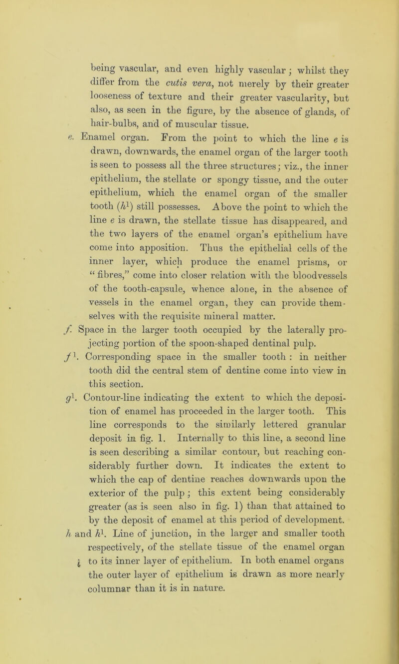 being vascular, and even highly vascular; whilst they differ from the cutis vera, not merely by their greater looseness of texture and their greater vascularity, but also, as seen in the figure, by the absence of glands, of hair-bulbs, and of muscular tissue. e. Enamel organ. From the point to which the line e is drawn, downwards, the enamel organ of the larger tooth is seen to possess all the three structures; viz., the inner epithelium, the stellate or spongy tissue, and the outer epithelium, which the enamel organ of the smaller tooth (/i1) still possesses. Above the point to which the line e is drawn, the stellate tissue has disappeared, and the two layers of the enamel organ’s epithelium have come into apposition. Thus the epithelial cells of the inner layer, which produce the enamel prisms, or “ fibres,” come into closer relation with the bloodvessels of the tooth-capsule, whence alone, in the absence of vessels in the enamel organ, they can provide them- selves with the requisite mineral matter. f. Space in the larger tooth occupied by the laterally pro- jecting portion of the spoon-shaped dentinal pulp. ,/h Corresponding space in the smaller tooth: in neither tooth did the central stem of dentine come into view in this section. gl. Contour-line indicating the extent to which the deposi- tion of enamel has proceeded in the larger tooth. This line corresponds to the similarly lettered granular deposit in fig. 1. Internally to this line, a second line is seen describing a similar contour, but reaching con- siderably further down. It indicates the extent to which the cap of dentine reaches downwards upon the exterior of the pulp ; this extent being considerably greater (as is seen also in fig. 1) than that attained to by the deposit of enamel at this period of development. h and hl. Line of junction, in the larger and smaller tooth respectively, of the stellate tissue of the enamel organ j to its inner layer of epithelium. In both enamel organs the outer layer of epithelium is drawn as more nearly columnar than it is in nature.