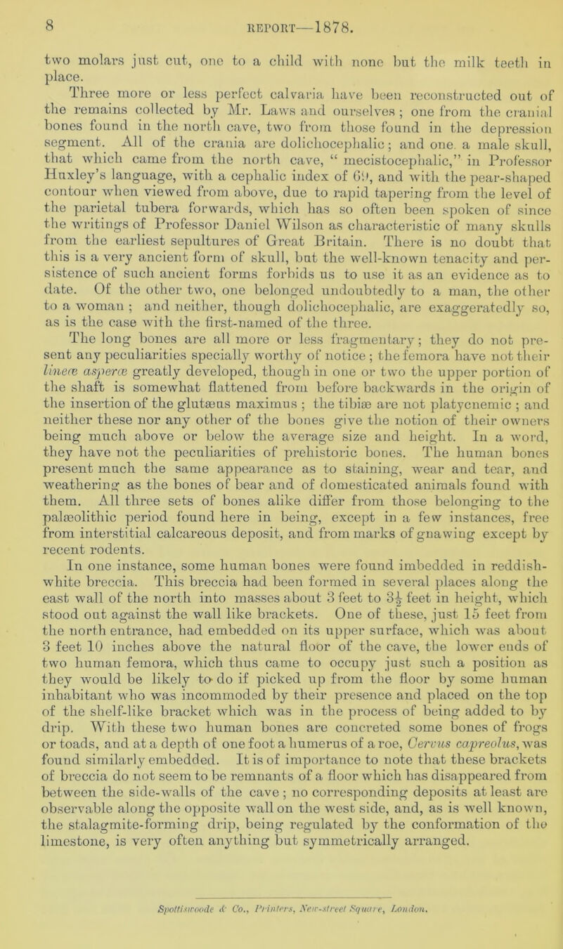 two molars just cut, one to a child with none but the milk teeth in place. Three more or less perfect calvaria have been reconstructed out of the remains collected by Mr. Laws and ourselves ; one from the cranial bones found in the north cave, two from those found in the depression segment. All of the crania are dolichocephalic; and one. a male skull, that which came from the north cave, “ mecistocephalic,” in Professor Huxley’s language, with a cephalic index of 6!*, and with the pear-shaped contour when viewed from above, due to rapid tapering from the level of the parietal tubera forwards, which has so often been spoken of since the writings of Professor Daniel Wilson as characteristic of many skulls from the earliest sepultures of Great Britain. There is no doubt that this is a very ancient form of skull, but the well-known tenacity and per- sistence of such ancient forms forbids us to use it as an evidence as to date. Of the other two, one belonged undoubtedly to a man, the other to a woman ; and neither, though dolichocephalic, are exaggeratedly so, as is the case with the first-named of the three. The long bones are all more or less fragmentary; they do not pre- sent any peculiarities specially worthy of notice ; the femora have not their linere asperce greatly developed, though in one or two the upper portion of the shaft is somewhat flattened from before backwards in the origin of the insertion of the glutseus maximus ; the tibiae are not platycnemic ; and neither these nor any other of the bones give the notion of their owners being much above or below the average size and height. In a word, they have not the peculiarities of prehistoric bones. The human bones present much the same appearance as to staining, wear and tear, and weathering as the bones of bear and of domesticated animals found with them. All three sets of bones alike differ Horn those belonging: to the palaeolithic period found here in being, except in a few instances, free from interstitial calcareous deposit, and from marks of gnawing except by recent rodents. In one instance, some human bones were found imbedded in reddish- white breccia. This breccia had been formed in several places along the east wall of the north into masses about 3 feet to 3^ feet in height, which stood out against the wall like brackets. One of these, just 15 feet from the north entrance, had embedded on its upper surface, which was about 3 feet 10 inches above the natural floor of the cave, the lower ends of two human femora, which thus came to occupy just such a position as they would be likely to' do if picked up from the floor by some human inhabitant who was incommoded by their presence and placed on the top of the slielf-like bracket which was in the process of being added to by drip. With these two human bones are concreted some bones of frogs or toads, and at a depth of one foot a humerus of a roe, Gervus capreolus, was found similarly embedded. It is of importance to note that these brackets of breccia do not seem to be remnants of a floor which has disappeared from between the side-walls of the cave ; no corresponding deposits at least are observable along the opposite wall on the west side, and, as is well known, the stalagmite-foi'ining drip, being regulated by the conformation of the limestone, is very often anything but symmetrically arranged. Spottisicoode <(' Co., I’/in/ers, Neic-street Square, London.