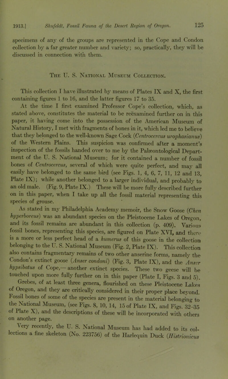 specimens of any of tlie groups are represented in the Cope and Condon collection by a far greater number and variety; so, practically, they will be discussed in connection with them. The U. S. National Museum Collection. This collection I have illustrated by means of Plates IX and X, the first containing figures 1 to 16, and the latter figures 17 to 35. At the time I first examined Professor Cope’s collection, w'hich, as stated above, constitutes the material to be reexamined further on in this paper, it ha-\’ing come into the possession of the American Museum of Natural History, I met with fragments of bones in it, which led me to believe that they belonged to the well-known Sage Cock (Centrocercus urophasianus) of the Western Plains. This suspicion was confirmed after a moment’s inspection of the fossils handed over to me by the Palieontological Depart- ment of the U. S. National iNIuseum; for it contained a number of fossil bones of Centrocercus, several of which were quite perfect, and may all easily have belonged to the same bird (see Figs. 1, 4, 6, 7, 11, 12 and 13, Plate IX); while another belonged to a larger individual, and probably to an old male. (Fig. 9, Plate IX.) These will be more fully described further on in this paper, when I take up all the fossil material representing this species of grouse. As stated in my Philadelphia Academy memoir, the Snow Goose (Chen hyperhoreiis) was an abundant species on the Pleistocene Lakes of Oregon, and its fossil remains are abundant in this collection (p. 409). Various fossil bones, representing this species, are figured on Plate XVI, and there is a more or less perfect head of a humerus of this goose in the collection belonging to the U. S. National Museum (Fig. 2, Plate IX). This collection also contains fragmentary remains of two other anserine forms, namely the Condon’s extinct goose (Anser condoni) (Fig. 3, Plate IX), and the Anser hypsibatus of Cope, another extinct species. These two geese will be touched upon more fully further on in this paper (Plate I, Figs. 3 and 5). Grebes, of at least tliree genera, flourished on these Pleistocene Lake.s of Oregon, and they are critically considered in their proper place beyond. Fossil bones of some of the species are present in the material belonging to the National Museum, (see Figs. 8, 10, 14, 15 of Plate IX, and Figs. 32-35 of Plate X), and the descriptions of these will be incorporated with others on another page. \ery recently, the U. S. National Museum has had added to its col- lections a fine skeleton (No. 223756) of the Harlequin Duck {Ilidriomcus