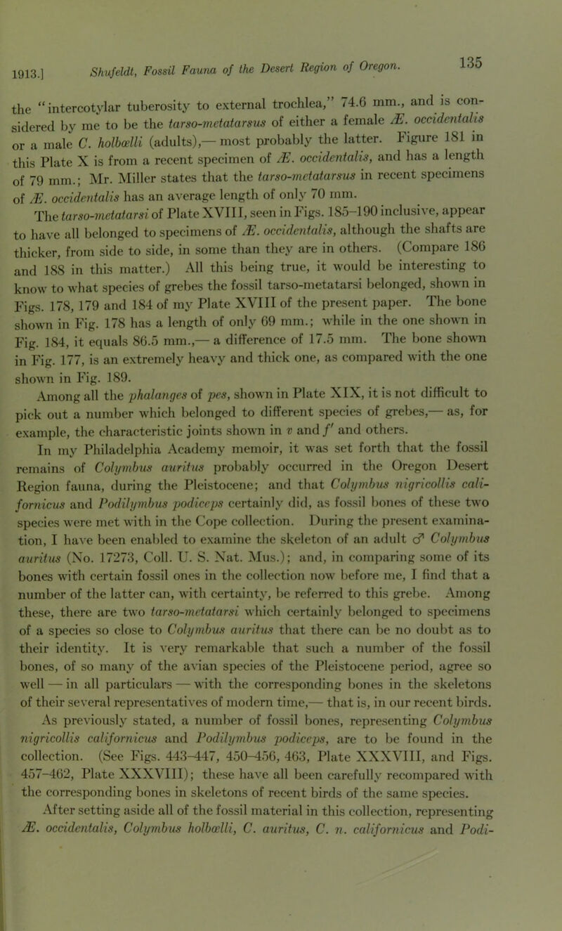 1913.] the “ intercotylar tuberosity to external trochlea,” 74.6 mm., and is con- sidered by me to be the tarso-metatarsus of either a female occidcntalis or a male C. holboelli (adults),— most probably the latter. Figure 181 in this Plate X is from a recent specimen of occidentalis, and has a length of 79 mm.; IVIr. Miller states that the tarso-mdatarsus in recent specimens of /E. occidentalis has an average length of only 70 mm. The iarso-metatarsi of Plate XVII I, seen in Figs. 185-190 inclusive, appear to have all belonged to specimens of M. occidentalis, although the shafts are thicker, from side to side, in some than they are in others. (Compare 186 and 188 in this matter.) All this being true, it would be interesting to know to what species of grebes the fossil tarso-metatarsi belonged, shown in Figs. 178, 179 and 184 of my Plate XVIII of the present paper. The bone shown in Fig. 178 has a length of only 69 mm.; while in the one shown in Fig. 184, it equals 86.5 mm.,— a difference of 17.5 mm. The bone shown in Fig. 177, is an extremely heavy and thick one, as compared with the one shown in Fig. 189. Among all the phalanges of pc5, shown in Plate XIX, it is not difficult to pick out a number which belonged to different species of grebes,— as, for example, the characteristic joints shown in v and/' and others. In my Philadelphia Academy memoir, it was set forth that the fossil remains of Cohjmhus anriius probably occurred in the Oregon Desert Region fauna, during the Pleistocene; and that Cohjmhus nigricoUis cali- fornicus and Podilymbus podiceps certainly did, as fossil bones of these two species were met with in the Cope collection. 1 luring the present examina- tion, I have been enal)led to examine the skeleton of an adult cf Colymbus auritus (No. 17273, Coll. U. S. Nat. Mus.); and, in comparing some of its bones with certain fossil ones in the collection now before me, I find that a number of the latter can, with certainty, be refeired to this grebe. Among these, there are two tarso-metatarsi which certainly belonged to specimens of a species so close to Colymbus auritus that there can be no doubt as to their identity. It is very remarkable that such a number of the fossil bones, of so many of the avian species of the Pleistocene period, agree so well — in all particulars — with the corresponding bones in the skeletons of their several representatives of modern time,— that is, in our recent birds. As previously stated, a number of fossil bones, repre.senting Colymbus nigricoUis califoniicus and Podilymbus j)odiceps, are to be found in the collection. (See Figs. 443-447, 450-456, 463, Plate XXXVIII, and Figs. 457-462, Plate XXXVIII); these have all been carefully recompared with the corresponding bones in skeletons of recent birds of the same species. After setting aside all of the fossil material in this collection, representin JE. occidentalis, Colymbus holboelli, C. auritus, C. n. californicus and Pod be .