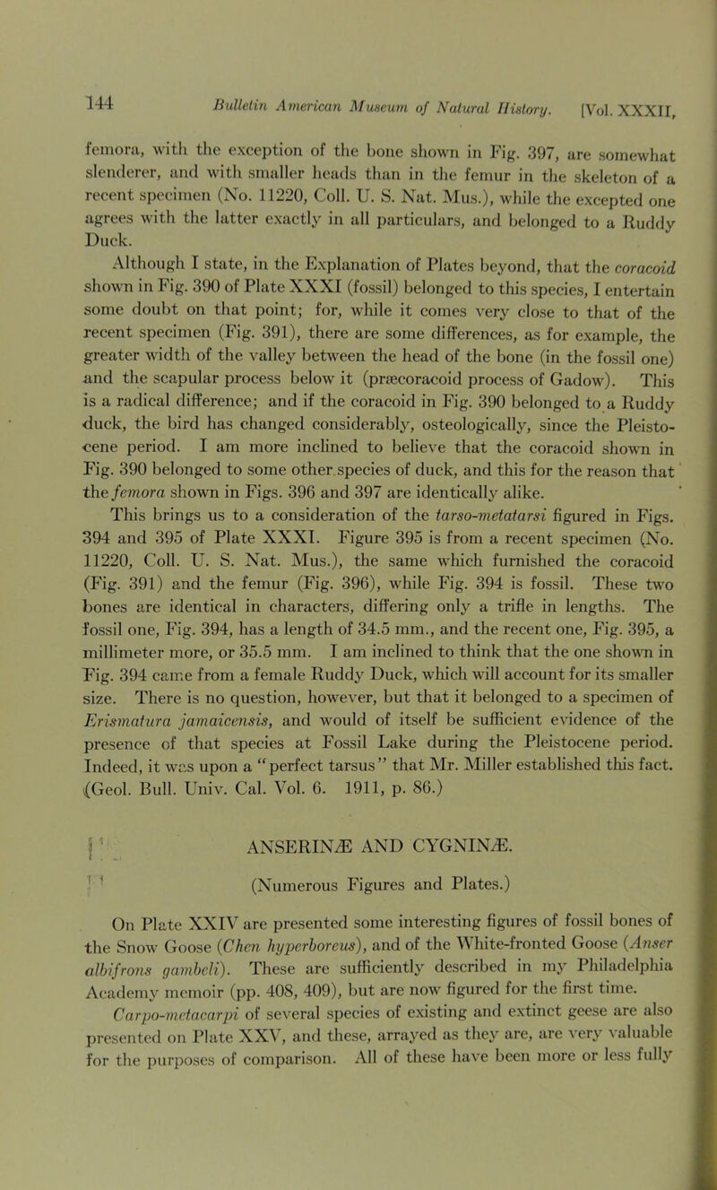 femoni, with the exception of the bone shown in Fig. 397, are somewhat slenderer, and with smaller heads than in the femur in the skeleton of a recent specimen (No. 11220, Coll. U. S. Nat. Mus.), while the excepted one agrees with the latter exactly in all particulars, and belonged to a Iluddy Duck. Although I state, in the Explanation of Plates beyond, that the coracoid shown in Fig. 390 of Plate XXXI (fossil) belonged to this specie.s, I entertain some doubt on that point; for, while it comes very close to that of the recent specimen (Fig. 391), there are some differences, as for example, the greater width of the valley between the head of the bone (in the fossil one) and the scapular process below it (priecoracoid process of Gadow). This is a radical difference; and if the coracoid in Fig. 390 belonged to a Ruddy duck, the bird has changed considerably, osteologically, since the Pleisto- cene period. I am more inclined to believe that the coracoid shown in Fig. 390 belonged to some other, species of duck, and this for the reason that th.0. femora shown in Figs. 396 and 397 are identically alike. This brings us to a consideration of the tarso-metatarsi figured in Figs. 394 and 395 of Plate XXXI. Figure 395 is from a recent specimen (No. 11220, Coll. U. S. Nat. Mus.), the same which furnished the coracoid (Fig. 391) and the femur (Fig. 396), while Fig. 394 is fossil. These two bones are identical in characters, differing only a trifle in lengths. The fossil one. Fig. 394, has a length of 34.5 mm., and the recent one, Fig. 395, a millimeter more, or 35.5 mm. I am inclined to think that the one shovTi in Fig. 394 came from a female Ruddy Duck, which will account for its smaller size. There is no question, however, but that it belonged to a specimen of Erismatura jamaicensis, and would of itself be sufficient evidence of the presence of that species at Fossil Lake during the Pleistocene period. Indeed, it was upon a “perfect tarsus” that Mr. Miller established this fact. {Geol. Bull. Univ. Cal. Vol. 6. 1911, p. 86.) I ' ANSERINyE AND CYGNIN.E. ! ■ (Numerous Figures and Plates.) On Plate XXIV are presented some interesting figures of fossil bones of the Snow Goose {Chen hyperhorcus), and of the White-fronted Goose {Anser albifrons gamheli). These are sufficiently described in my Philadelphia Academy memoir (pp- 408, 409), but are now figured for the fimt time. Carpo-nietacarpi of several species of existing and extinct geese are also presented on Plate XXV, and these, arrayed as they are, are ver^'^ valuable for the purposes of comparison. All of these have been more or less fully