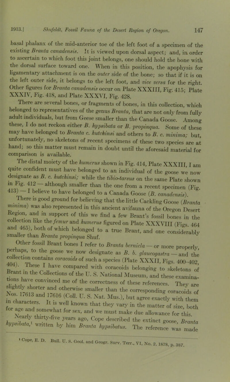 basal phalanx of the mid-anterior toe of the left foot of a specimen of the existing Branta canadensis. It is viewed upon dorsal aspect; and, in. order to ascertain to which foot this joint belongs, one should hold the bone with the dorsal surface toward one. hen in this position, the apophysis for ligamentary attachment is on the outer side of tlie bone; so that if it is on the left outer side, it belongs to the left foot, and vice versa for the right. Other figures for Branta canadensis occur on Plate XXXIII, Fig. 415; Plate XXXI\’, Fig. 418, and Plate XXXVI, Fig. 428. There are se^ eral bones, or fragments of bones, in this collection, which belonged to representatives of the genus Branta, that are not only from fully adult individuals, but from Geese smaller than the Canada Goose. Among these, I do not reckon either B. hypsibata or B. propinqua. Some of these may have belonged to Branta c. hutchmd and others to B. c. minima; but, unfortunately, no skeletons of recent specimens of these two species are at hand; so this matter must remain in doubt until the aforesaid material for comparison is available. The distal moiety of the humerus shown in Fig. 414, Plate XXXIII I am quite confident must have belonged to an individual of the goose we now designate as B. c. hutchinsi; while the tihio-tarsus on the same Plate shown m Fig. 412 although smaller than the one from a recent specimen (Fig 413) — I believe to have belonged to a Canada Goose {B. canadensis) There is good ground for believing that the little Cackling Goose {Branta nnmma) was also represented in this ancient avifauna of the Oregon Desert Region, and in support of this we find a few Brant’s fossil bones in the collection like the femur and humerus figured on Plate XXXVIII (Fies 4fi4 and 465) both of which belonged to a true Brant, and one considerably smaller than Branta propinqua Shuf. Other fossil Brant bones I refer to Branta hernicla — or more properly per aps, to the goose we now designate as B. b. glaucogastra ~ and the coracoids of such a species (Plate XXXII, Figs. dOO-dO'? Bmnt in rv .^7 with coracoids belonging to skeletons of rant m the Collect,ons of the U. S. National Museum, and these examina- t ons have convinced me of the correctness of these references. They are s ig y s lorter and otherwise smaller than the corresponding coracoids of Nos 17613 and 1-616 (Coll. C. S. Nat. Mus.), but agree e.xacfirXhem m characters. It ,s well known that they vary in the matter of size, both ap and somewhat for sex, and we must make due allowance for this Nearly thirty-five years ago. Cope described the extinct goose Branta Vimhata, WTitten by him Branta hypsihatus. The reference was made