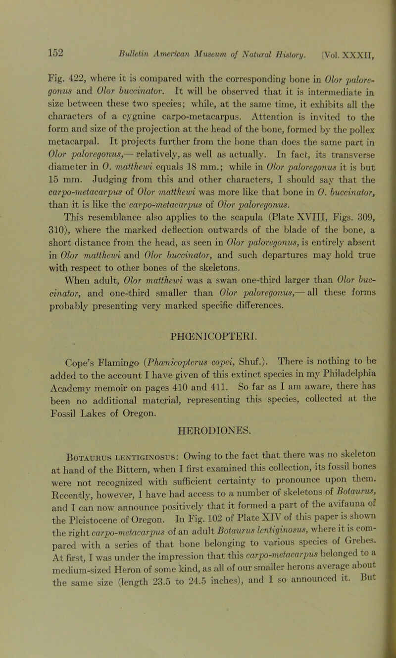 Fig. 422, where it is compared with the corresponding Ijone in Dior palore- gonus and Dior buccinator. It will he observed that it is intermediate in size between these two species; while, at the same time, it exhibits all the characters of a cygnine carpo-metacarpus. Attention is invited to the form and size of the projection at the head of the bone, formed by the pollex metacarpal. It projects further from the bone than does the same part in Olor imloregonus,— relatively, as well as actually. In fact, its transverse diameter in 0. matthcwi equals 18 mm.; while in Olor paloregonus it is but 15 mm. Judging from this and other characters, I should say that the carpo-metacarpus of Olor matthewi was more like that bone in 0. buccinator, than it is like the carpo-metacarpus of Olor paloregonus. This resemblance also applies to the scapula (Plate XVIII, Figs. 309, 310), where the marked deflection outwards of the blade of the bone, a short distance from the head, as seen in Olor paloregonus, is entirely absent in Olor matthcAvi and Olor buccinator, and such departures may hold true with respect to other bones of the skeletons. When adult, Olor matthewi was a swan one-third larger than Olor buc- cinator, and one-third smaller than Olor paloregonus,— all these forms probably presenting very marked specific differences. PHOENICOPTERI. Cope’s Flamingo {Phoenicopiterus copei, Shuf.). There is nothing to be added to the account I have given of this extinct species in my Philadelphia Academy memoir on pages 410 and 411. So far as I am aware, there has been no additional material, representing this species, collected at the Fossil Lakes of Oregon. HERODIONES. Botaurus lentiginosus : Owing to the fact that there was no skeleton at hand of the Bittern, when I first examined this collection, its fossil bones were not recognized with sufficient certainty to pronounce upon them. Recently, however, I have had access to a number of skeletons of Botaurus, and I can now announce positively that it formed a part of the avifauna of the Pleistocene of Oregon. In Fig. 102 of Plate XI\ of this paper is shovn the right earpo-metacarpus of an adult Botaurus lentiginosus, where it is com- pared with a series of that bone belonging to various species of Grebes. At first, I was under the impression that this earpo-metacarpus belonged to a medium-sized Heron of some kind, as all of our smaller herons average about the same size (length 23.5 to 24.5 inches), and I so announced it. But