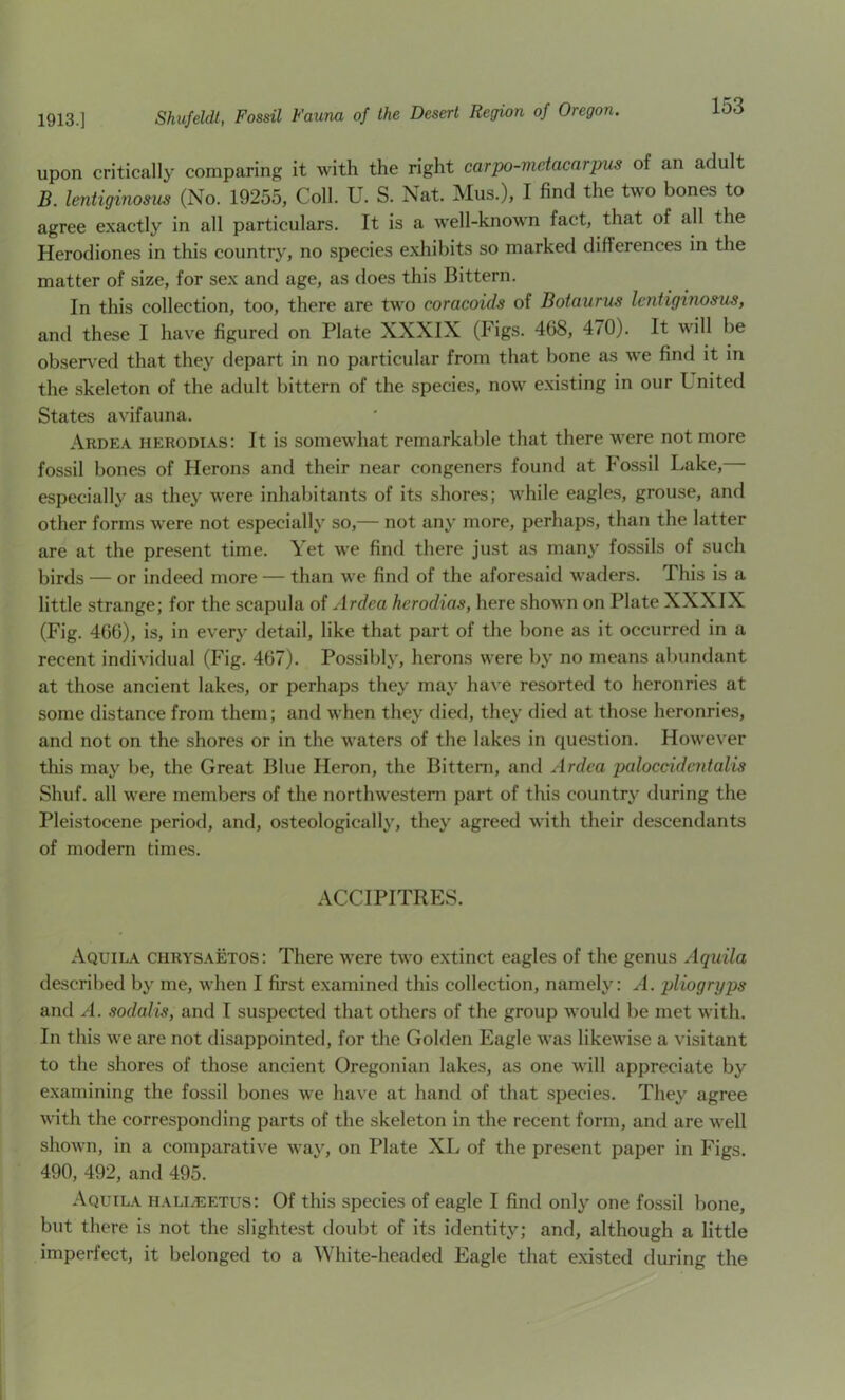 upon critically comparing it with the right carpo-metacnrpus of an adult B. leniiginosm (No. 19255, Coll. U. S. Nat. Mus.), I find the two bones to agree exactly in all particulars. It is a well-known fact, that of all the Herodiones in this country, no species e.xliibits so marked differences in the matter of size, for sex and age, as does this Bittern. In this collection, too, there are two coracoids of Botaurus lentiginosus, and these I have figured on Plate XXXIX (Figs. 468, 470). It will be observ-ed that they depart in no particular from that bone as w'e find it in the skeleton of the adult bittern of the species, now existing in our United States avifauna. Ardea herodias: It is somewhat remarkable that there were not more fossil bones of Herons and their near congeners found at Fossil Lake, especially as they were inhabitants of its shores; while eagles, grouse, and other forms w'ere not especially so,— not any more, perhaps, than the latter are at the present time. Yet we find there just as many fossils of such birds — or indeed more — than we find of the aforesaid waders. This is a little strange; for the scapula of Ardea herodias, here shown on Plate XXXIX (Fig. 466), is, in every detail, like that part of the bone as it occurred in a recent individual (Fig. 467). Possibly, herons were by no means abundant at those ancient lakes, or perhaps they may have resorted to heronries at some distance from them; and when they died, they died at those heronries, and not on the shores or in the waters of the lakes in question. However this may be, the Great Blue Heron, the Bittern, and Ardea paloccidentalis Shuf. all were members of the northwestern part of this country during the Pleistocene period, and, osteologically, they agreed with their descendants of modern times. ACCIPITRES. Aquila chrys.\etos: There were two extinct eagles of the genus Aquila described by me, when I first examined this collection, namely: A. pliogryps and A. sodalis, and I suspected that others of the group would be met with. In this we are not disappointed, for the Golden Eagle was likewise a visitant to the shores of those ancient Oregonian lakes, as one will appreciate by examining the fossil bones we have at hand of that species. They agree with the corresponding parts of the skeleton in the recent form, and are well shown, in a comparative way, on Plate XL of the present paper in Figs. 490, 492, and 495. Aquila hali/Eetus: Of this species of eagle I find only one fossil bone, but there is not the slightest doubt of its identity; and, although a little imperfect, it belonged to a White-headed Eagle that existed during the