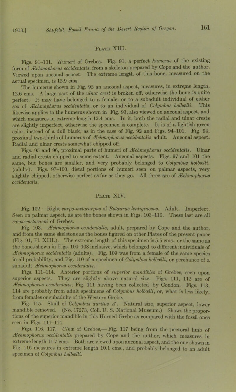 Plate XIII. Figs. 91-101. Humeri of Grebes. Fig. 91, a perfect humerus of the existing form of ^chmophorus occidentalis, from a skeleton prepared by Cope and the author. Viewed upon anconal a.spect. The extreme length of this bone, measimed on the actual specimen, is 12.9 cma. The humerus shown in Fig. 92 an anconal aspect, measures, in extr^e length, 12.6 cms. A large part of the ulnar crest is broken off, otherwise the bone is quite perfect. It may have belonged to a female, or to a subadult individual of either sex of /Echmophorus occidentalis, or to an individual of Colymbus holhodli. This likewise applies to the humerus shown in Fig. 93, also viewed on anconal aspect, and which measures in extreme length 12.4 cms. In it, both the radial and ulnar crests are slightly imperfect, otherwise the specimen is complete. It is of a lightish green color, instead of a dull black, as in the case of Fig. 92 and Figs. 94-101. Fig. 94, proximal two-thirds of humerus of Echmophorus occidentalis, adult. Anconal aspect. Radial and ulnar crests somewhat chipped off. Figs. 95 and 96, proximal parts of humeri of Echmophorus occidentalis. Ulnar and radial crests chipped to some extent. Anconal aspects. Figs. 97 and 101 the same, but bones are smaller, and very probably belonged to Colymbus holboelli. (adults). Figs. 97-100, distal portions of humeri seen on palmar aspects, very slightly chipped, otherwise perfect as far as they go. All three are of Echmophorus occidentalis. Plate XIV. Fig. 102. Right carpo-metacarpus of Botaurus lentiginosus. Adult. Imperfect. Seen on palmar aspect, as are the bones shown in Figs. 103-110. These last are all carpo-metacarpi of Grebes. Fig. 103. Echmophorus occidentalis, adult, prepared by Cope and the author, and from the same skeletons as the bones figured on other Plates of the present paper (Fig. 91, PI. XIII.). The extreme length of this specimen is 5.5 ems.. or the same as the bones shown in Figs. 104-108 inclusive, which belonged to different individuals of Echmophorus occidentalis (adults). Fig. 109 was from a female of the same species in all probability, and Fig. 110 of a specimen of Colymbus holboelli, or perchance of a subadult Echmophorus occidentalis. Figs. 111-114. Anterior portions of superior mandibles of Grebes, seen upon superior aspects. They are slightly above natural size. Figs. Ill, 112 are of Echmophorus occidentalis. Fig. Ill having been collected by Condon. Figs. 113, 114 are probably from adult specimens of Colymbus holboelli, or, what is less likely, from females or subadults of the Western Grebe. Fig. 115. Skull of Cohpnbus auritus cT. Natural size, superior aspect, lower mandible removed. (No. 17273, Coll.U. S. National Museum.) Shows the propor- tions of the superior mandible in this Horned Grebe as eompared with the fo.ssil ones seen in Figs. 111-114. Figs. 116, 117. Ulnce of Grebes,— Fig. 117 being from the pectoral limb of Echmophorus occidentalis prepared by Cope and the author, which measures in extreme length 11.7 cms. Both are viewed upon anconal aspect, and the one shown in Fig. 116 measures in extreme length 10.1 cms., and probably belonged to an adult specimen of Colymbus holboelli.