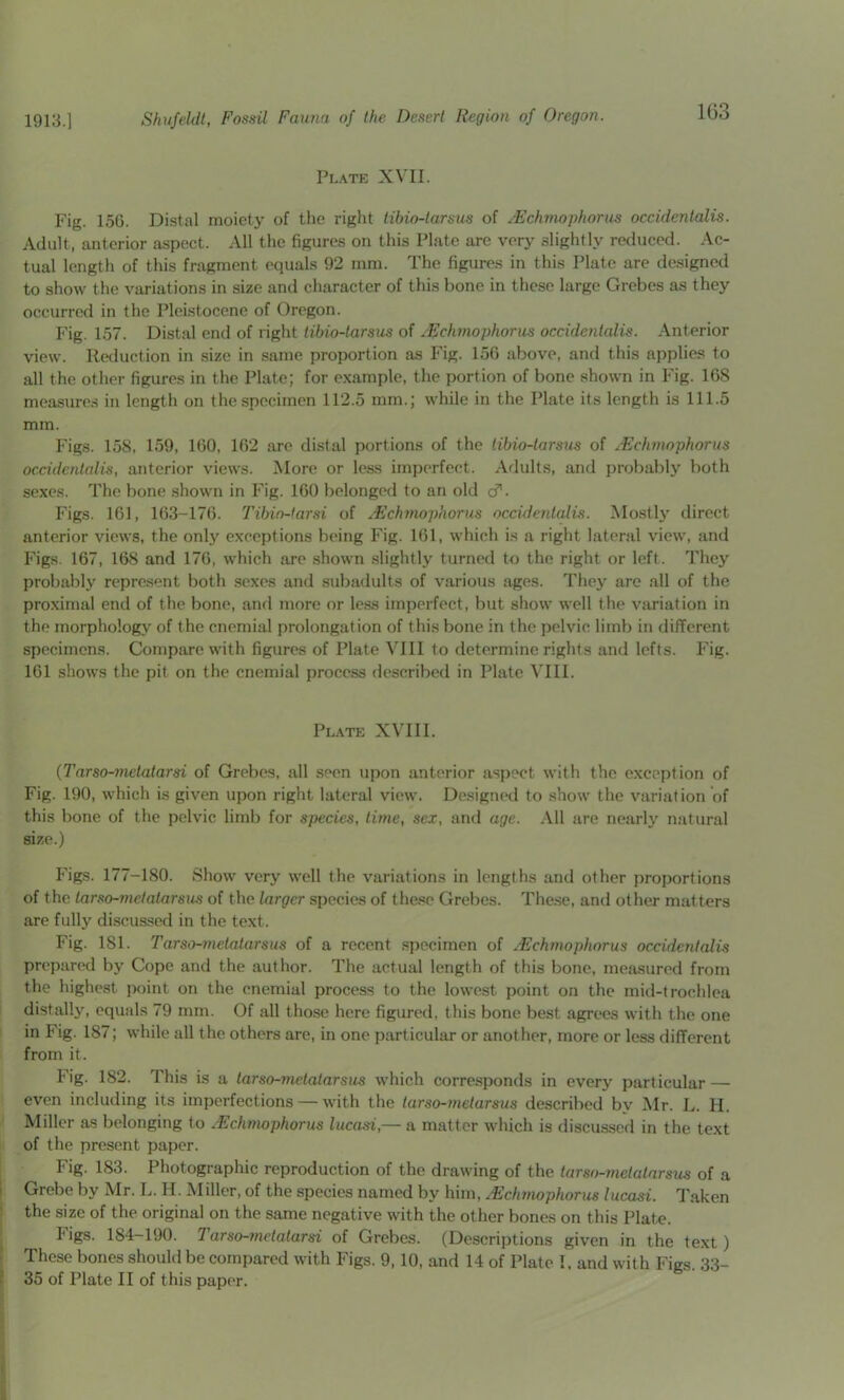 1G3 Pl.\te XVII. Fig. 156. Distal moiety of the right tibio-tarsus of ^Fchinophoru^ occidentalis. Adult, anterior aspect. All the figures on this Plate are very slightly reduced. Ac- tual length of this fragment equals 92 mm. The figures in this Plate are de.signed to show the variations in size and character of this bone in these large Grebes as they occurred in the Pleistocene of Oregon. P'ig. 157. Distal end of right tibio-larsus of ^Echmophorus occidentalis. Anterior view. Reduction in size in same proportion as Fig. 156 above, and this applies to all the other figures in the Plate; for e.xample, the portion of bone shown in Fig. 168 measures in length on the specimen 112.5 mm.; while in the Plate its length is 111.5 mm. Figs. 158, 159, 160, 162 are distal portions of the libio-tarsus of lEchmophorus occidentalis, anterior views. More or less imperfect. Adults, and probably both sexes. The bone shown in Fig. 160 belonged to an old (f. Figs. 161, 163-176. Tibin-farsi of ^Echniophorus occidentalis. Mostly' direct anterior views, the only exceptions being Fig. 161, which is a right lateral view, and Figs. 167, 168 and 176, which are shown .slightly turned to the right or left. They probably represent both sexes and subadults of various ages. They arc all of the proximal end of the bone, and more or le.ss imperfect, but show well the variation in the morphology of the cnemial prolongation of this bone in the pelvic limb in different specimens. Compare with figures of Plate VIII to determine rights and lefts. Fig. 161 shows the pit on the cnemial process described in Plate VUl. pl.\te xvm. {Tarso-metatarsi of Grebes, all seen upon anterior aspect with the exception of Fig. 190, which is given upon right lateral view. Designed to show the variation of this bone of the pelvic limb for species, time, sex, and age. All are nearly natural size.) Figs. 177-180. Show very well the variations in lengths and other proportions of the tar so-met atarsus of the larger species of the.se Grebes. The.se, and other matters are fully discussed in the text. Fig. 181. Tarso-7netatarsus of a recent .specimen of .Echmophorus occidentalis prepared by Cope and the author. The actual length of this bone, measured from the highest i>oint on the cnemial process to the lowest point on the mid-trochlea distally, equals 79 mm. Of all those here figured, this bone best agrees with the one in Fig. 187; while all the others are, in one particular or another, more or less different from it. Fig. 182. This is a larso-metatarsus which corresponds in every particular — even including its imperfections — with the tarso-melarsus described by Mr. L. H. Miller as belonging to JEchmophorus lucasi,— a matter which is discussed in the text of the present paper. Fig. 183. Photographic reproduction of the drawing of the tarso-nietatarsus of a I Grebe by Mr. L. H. Miller, of the species named by him, .Echmophorus lucasi. I’aken : the size of the original on the same negative with the other bones on this Plate. ^ I‘igs. 184-190. Tarso-ynetatarsi of Grebes. (Descriptions given in the text) i These bones should be compared with Figs. 9,10, and 14 of Plate I. and with Figs. 33-