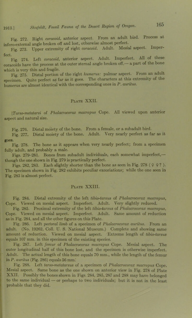 Fig. 272. Right coracoid, anterior aspect. From an adult bird. Process at infero-external angle broken off and lost, otherwise almost perfect. Fig. 273. Upper extremity of right coracoid. Adult. Mesial aspect. Imper- f Gct Fig. 274. Left coracoid, anterior aspect. Adult. Imperfect. All of these coracoids have the process at the outer sternal angle broken off,— a part of the bone which is very thin and fragile. Fig. 275. Distal portion of the right humerus: palmar aspect. From an adult specimen. Quite perfect as far as it goes. The characters at this extremity of the humerus are almost identical with the corresponding ones in P. auritus. Plate XXII. [Tarso-metatarsi of Phalacrocorax macropus Cope. All viewed upon anterior aspect and natural size. Fig. 276. Distal moiety of the bone. From a female, or a subadult bird. Fig. 277. Distal moiety of the bone. Adult. Very nearly perfect as far as it goes. Fig. 278. The bone as it appears w'hen very nearly perfect; from a specimen fully adult, and probably a male. Figs. 279-281. Bones from subadult individuals, each somewhat imperfect,— though the one shown in Fig. 279 is practically perfect. Figs. 282, 283. Each slightly shorter than the bone as seen in Fig. 278 ( ? 9 ? ). The specimen shown in Fig. 282 exhibits peculiar excoriations; while the one seen in Fig. 283 is almost perfect. Plate XXIII. Fig. 284. Distal extremity of the left tibio-tarsus of Phalacrocorax macropus. Cope. Viewed on mesial aspect. Imperfect. Adult. Very slightly reduced. Fig. 285. Proximal extremity of the left tibio-tarsus of Phalacrocorax macropus. Cope. Viewed on mesial aspect. Imperfect. Adult. Same amount of reduction as in Fig. 284, and all the other figures on this Plate. Fig. 286. Left pectoral limb of a specimen of Phalacrocorax auritus. From an adult. (No. 19262, Coll. U. S. National Museum.) Complete and showing same amount of reduction. Viewed on mesial aspect. Extreme length of tibio-tarsus equals 107 mm. in this specimen of the existing species. Fig. 287. Left femur of Phalacrocorax macropus Cope. Me.sial aspect. The ! outer longitudinal half of this bone lost, and the specimen is otherwise imperfect. P Adult. The actual length of this bone equals 70 mm., w'hile the length of the femur ! in P. auritus (Pig. 286) equals 56 mm.‘ I Fig. 288. Left tarso-metatarsus of a specimen of Phalacrocorax macropus Cope. \ Mesial aspect. Same bone as the one shown on anterior view in Fig. 278 of Plate I XXII. Possibly the bones shown in Figs. 284, 285, 287 and 288 may have belonged ? to the same individual — or perhaps to two individuals; but it is not in the least i probable that they did.