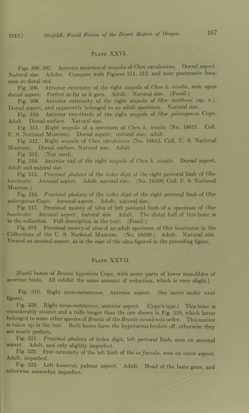 Plate XXVI. Fig.s. 306, 307. Anterior moieties of scapula; of Chen coerulescens. Donsa! aspect. Natural .size. Adults. Compare with Figures 311, 312, and note pneumatic fora- men at di.stal end. Fig. 308. Anterior extremity of the right scapula of Chen h. nivalis, seen upon dorsal aspect. Perfect as far as it goes. Adult. Natural size. (Fossil.) Fig. 309. Anterior extremity of the right scapula of Olor mallheici (sp. n.). Dorsal aspect, and apparently belonged to an adult specimen. Natural size. Fig. 310. Anterior two-thirds of the right scapula of Olor palorcgonus Cope. Adult. Dorsal .surface. Natural size. Fig. 311. Right scapula of a .specimen of Chen h. nivalis (No. 18611. Coll. U. .S. National Museum). Dorsal aspect; natural size; adult. Fig 312. Right scapula of Chen coerulescens (No. 18613, Coll. U. S. National Mu.seum). Dorsal surface. Natural size. Adult. Fig 313. (Not u.sed). Fig. 314. .\nterior end of the right scapula of Chen h. nivalis. Dorsal a.spect. .\dult and natural size. Fig. 31.5. Proximal phalanx of the index digit of the right pectoral limb of Olor bucciiiator. Anconal aspect. Adult, natural size. (No. 18509, Coll. U. S. National Mu.seum.) Fig. 316. Proximal phalanx of the index digit of the right pectoral limb of Olor palorcgonus Cope. Anconal aspect. Adult; natural size. Fig. 317. Proximal moiety of ulna of left pectoral limb of a specimen of Olor buccinator. Anconal aspect; natural .size. Adult. The distal half of this bone is in the collection. Full description in the text. (Foasil.) Fig. 318. Proximal moiety of ulnaoi an fwliilt specimen of Olor buccinator in the Collections of the U. S. National Museum. (No. 18.509.) Adult. Natural size. \ iewed on anconal aspect, as in the case of the ulna figured in the preceding figure. Plate XXVII. [Fo.ssil bones of Branta hypsibata Cope, with some parts of lower mandibles of an.serinc birds. All exhibit the same amount of reduction, which is very slight.] Fig. 319. Right tarso-metatarsus. Anterior aspect. (See notes under next figure). lig. 320. Right tarso-metalarsus, anterior aspect. (Cope’s type.) This bone is considerably stouter and a trifle longer than the one shown in Fig. 319, which latter belonged to some other species of Branta of the Branta ca7iaden.sis order. This matter is taken up in the text. Both bones have the hypotarsus broken off, otherwise they are nearly perfect. I'ig. 321. Proximal phalanx of index digit, left pectoral limb, seen on anconal aspect. Adult, and only slightly imperfect. Fig. 322. Free extremity of the left limb of the os furcula, seen on outer aspect. Adult, imperfect. Fig. 323. Left humerus, palmar aspect. Adult. Head of the bone gone, and otherwise somewhat imperfect.